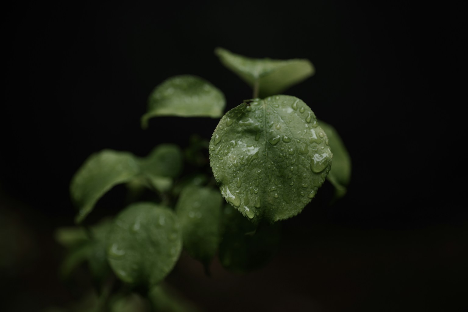 特寫綠色葉子上的水滴