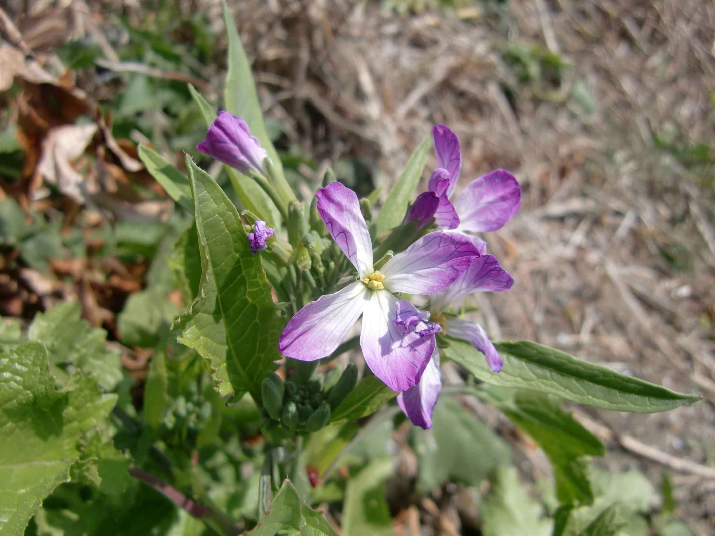 紫の野生の花が咲く草地の近景