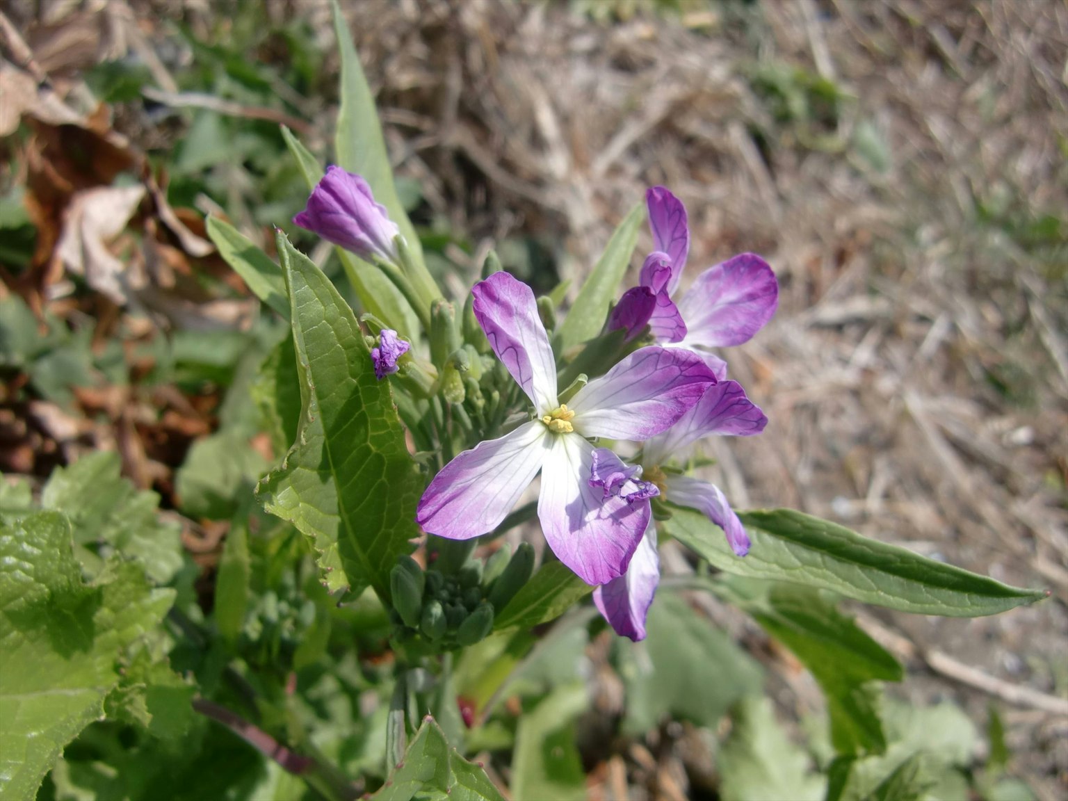 Primo piano di una pianta con fiori viola e foglie verdi