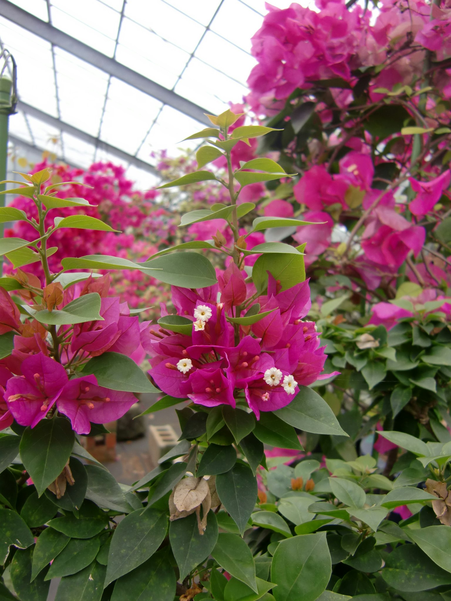 Fiori di bougainvillea rosa vivaci che fioriscono tra foglie verdi in una serra