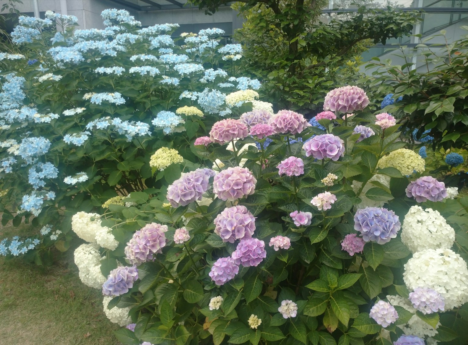 Des hortensias colorés en fleurs dans un jardin