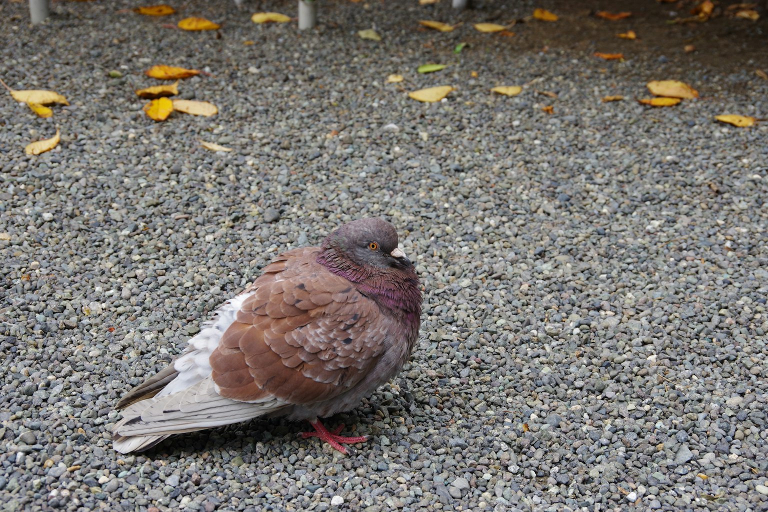 Pigeon brun se tenant sur un chemin de gravier