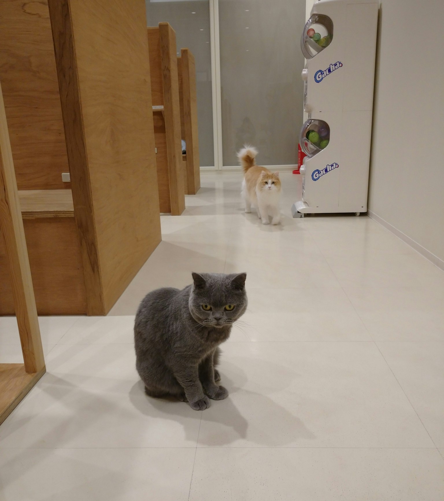 灰色の猫と白い猫がいる室内の風景