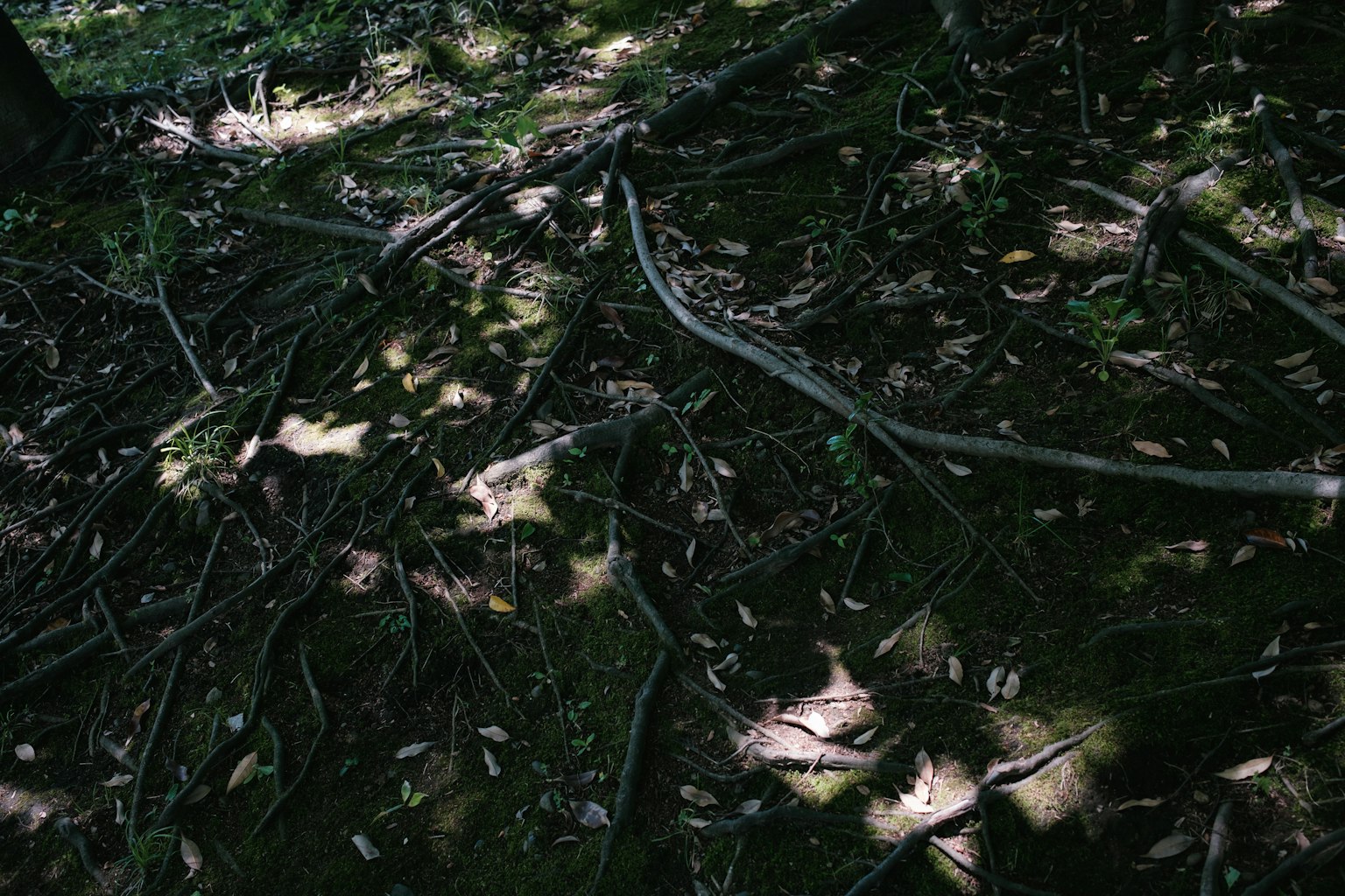 Sol recouvert de branches et de feuilles mortes dans une forêt
