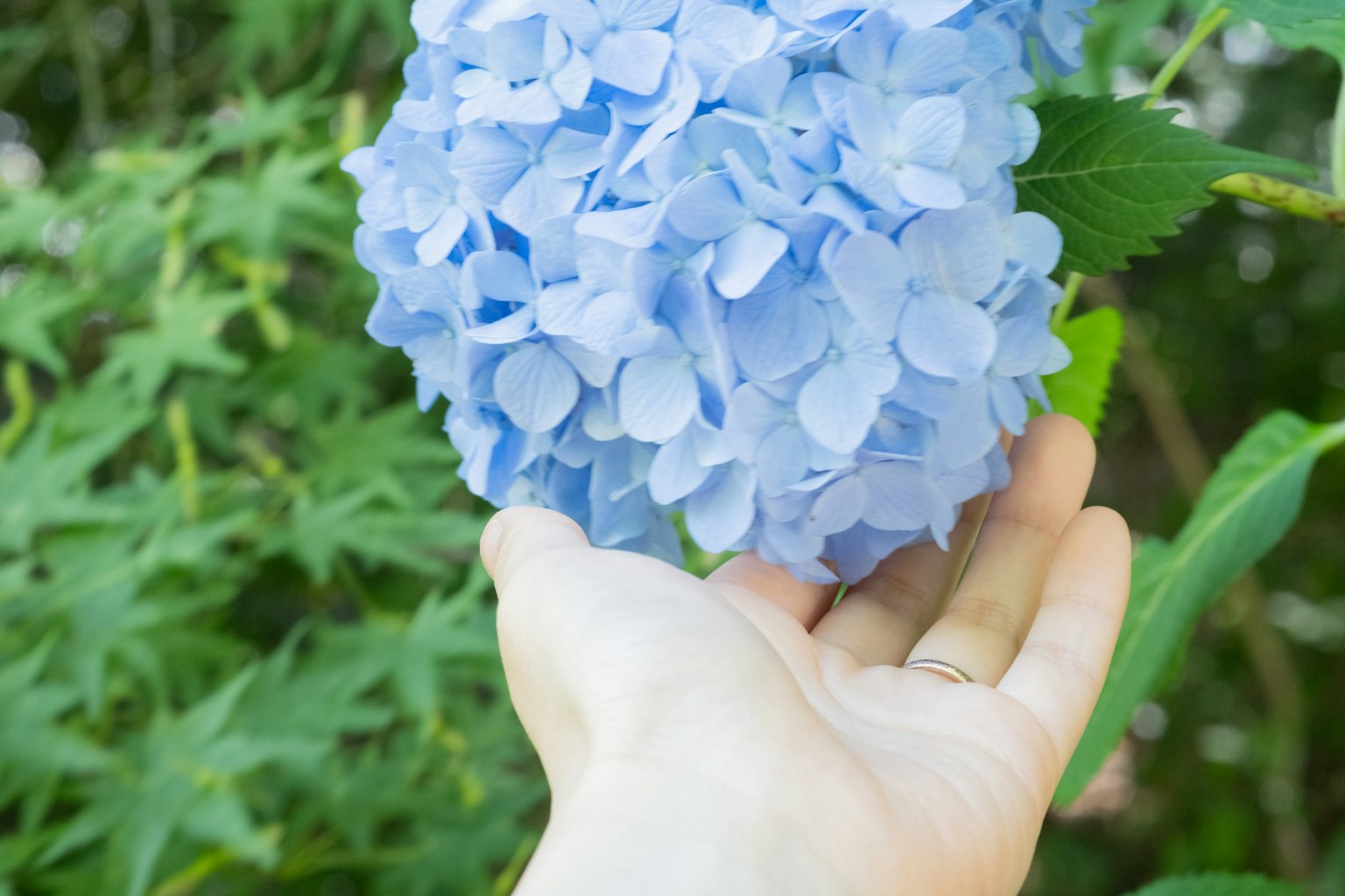Una mano sosteniendo una flor de hortensia azul