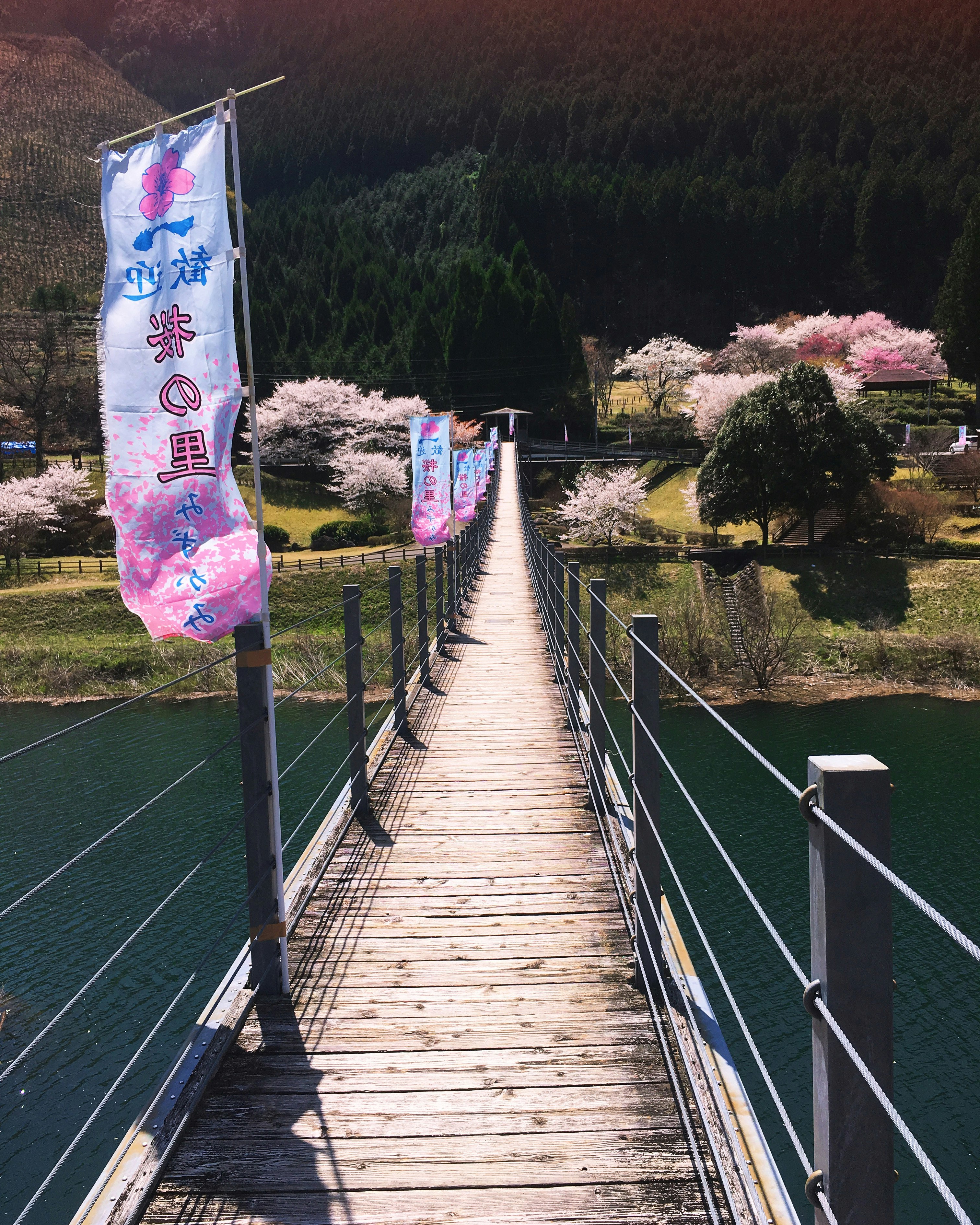 川沿いの遊歩道と桜の並木、旗のある風景