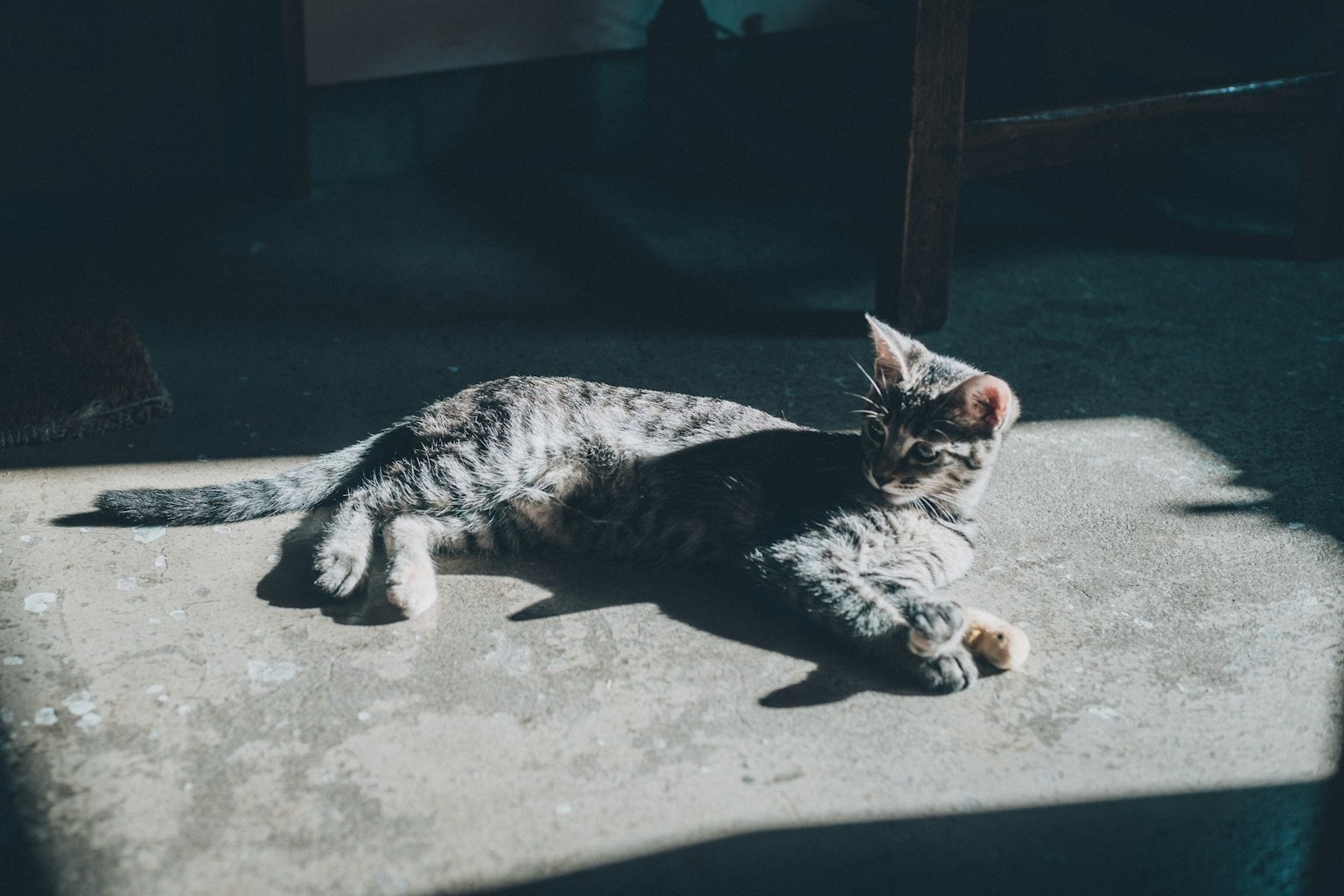 阳光下躺在混凝土地板上的灰色猫