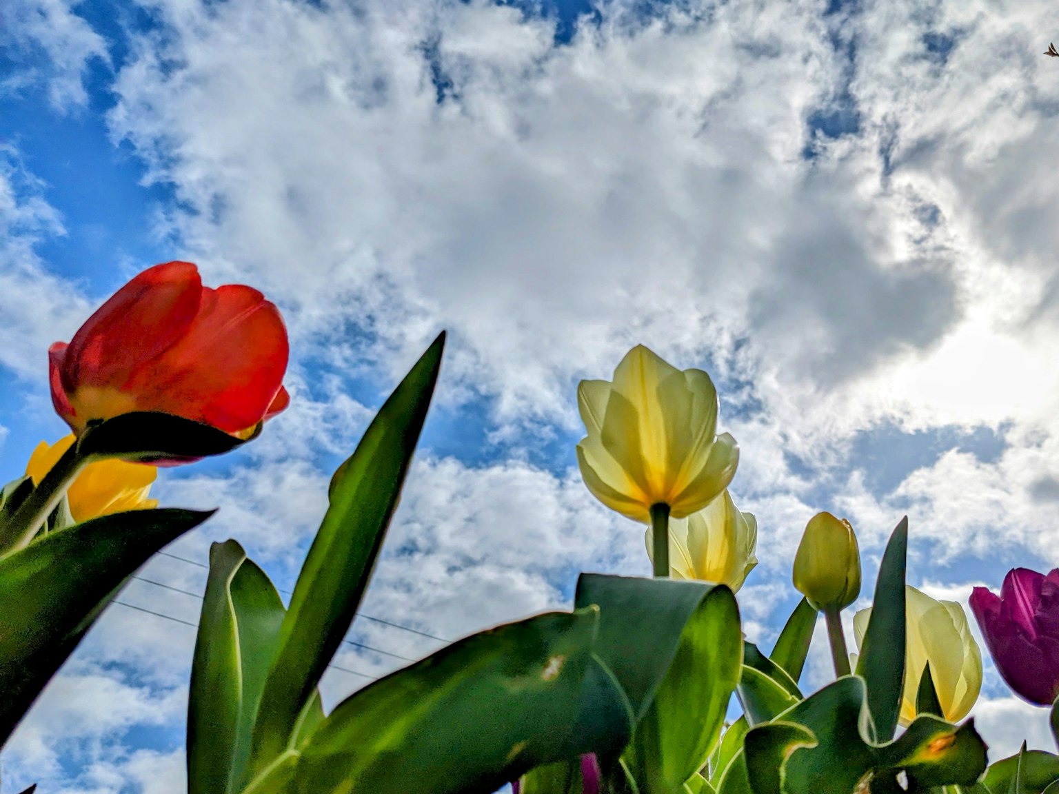 Tulip berwarna-warni di latar belakang langit biru