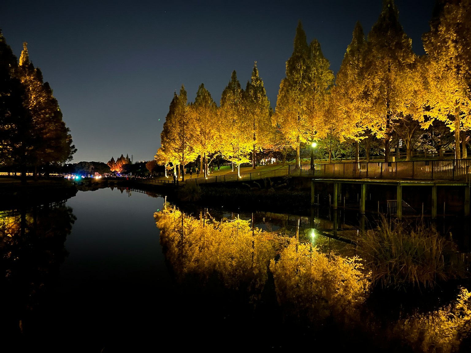 夜晚公園池塘中映出的金色樹木輪廓