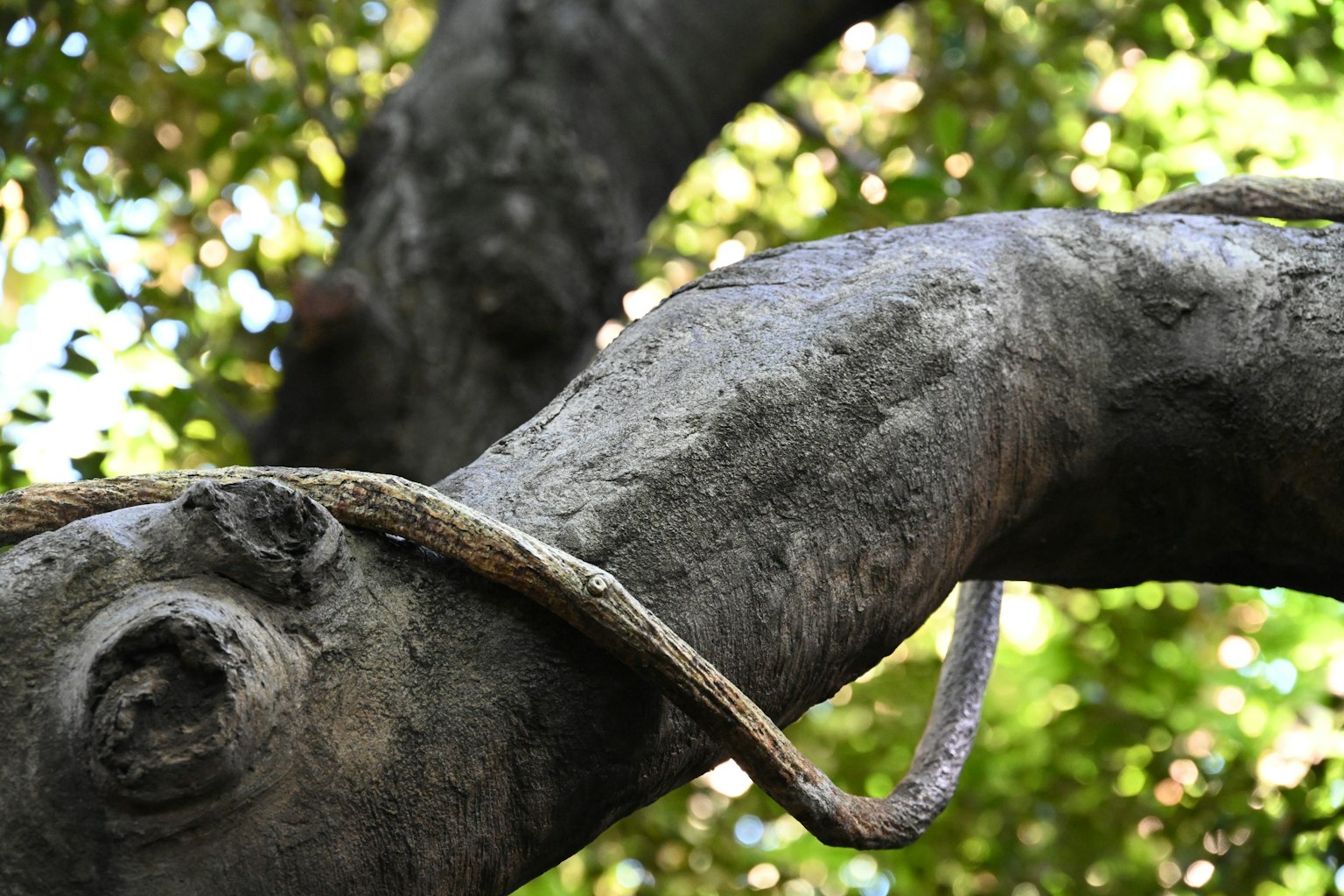 Una sezione di tronco d'albero con uno sfondo verde di foglie e una corda attorcigliata