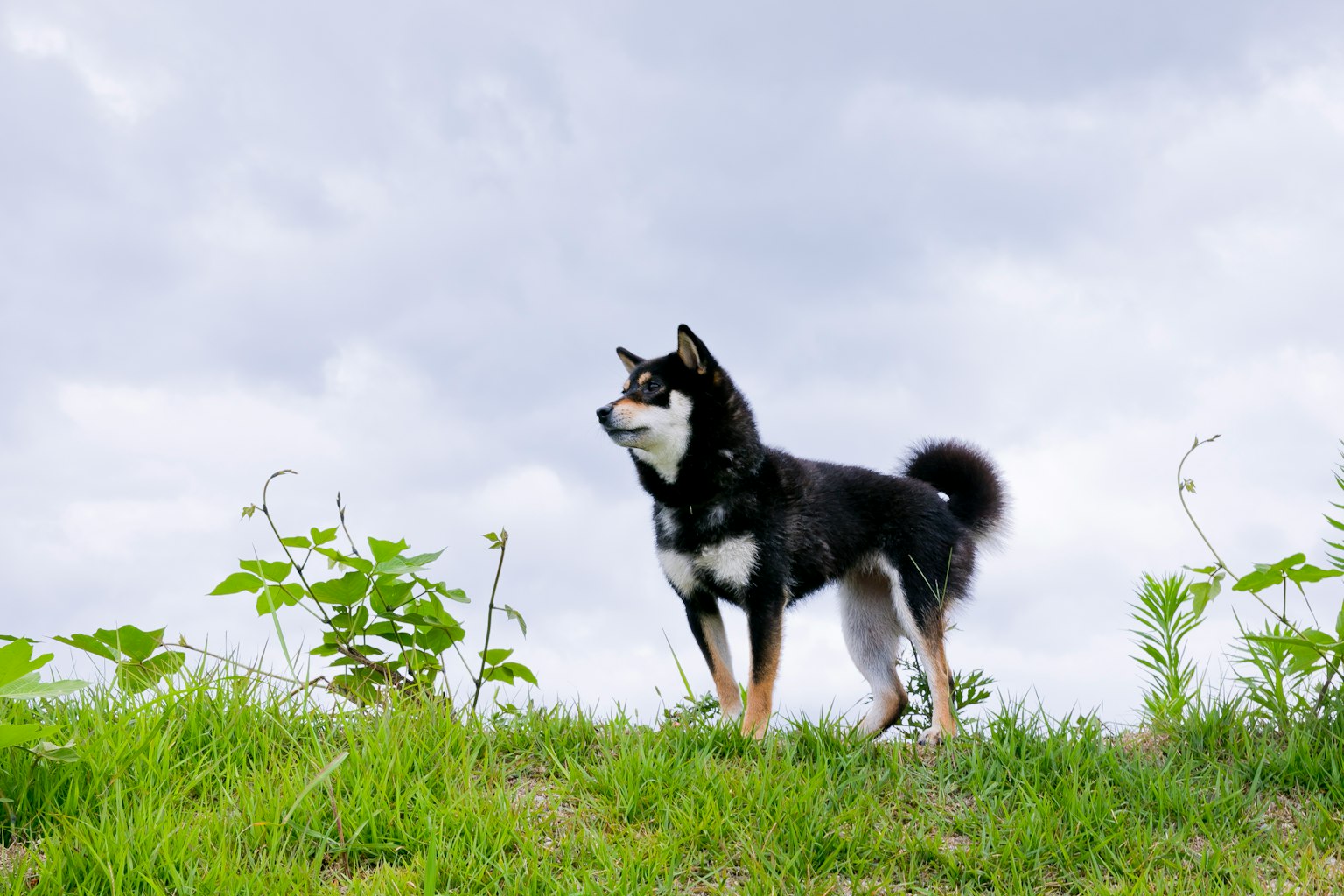 Un Shiba Inu noir se tenant sur une colline herbeuse regardant le ciel