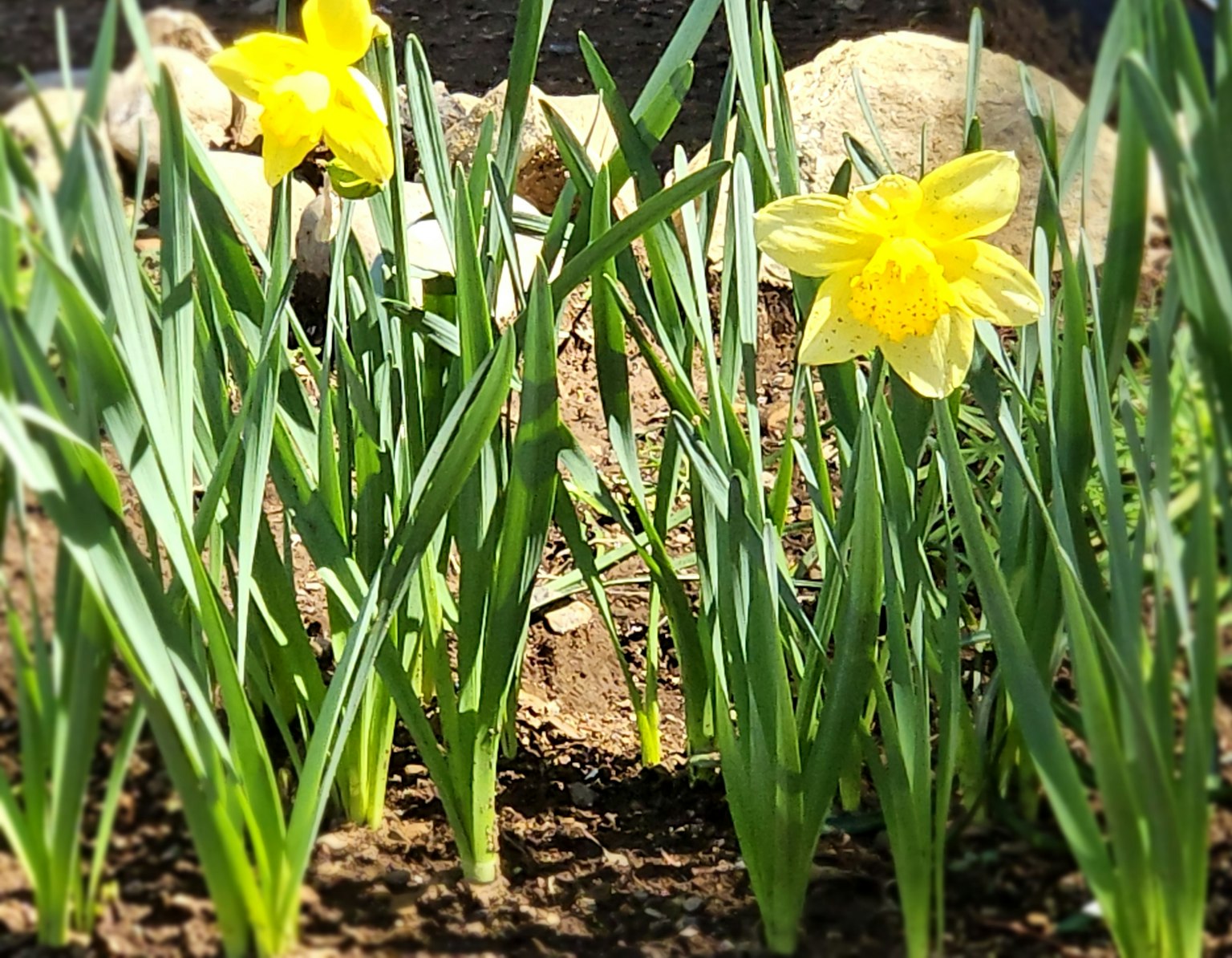 Fiori di narciso gialli che sbocciano tra foglie verdi