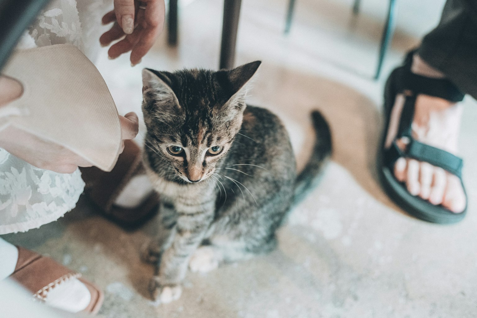 Un gattino tigrato grigio seduto sul pavimento di un caffè con piedi umani nelle vicinanze