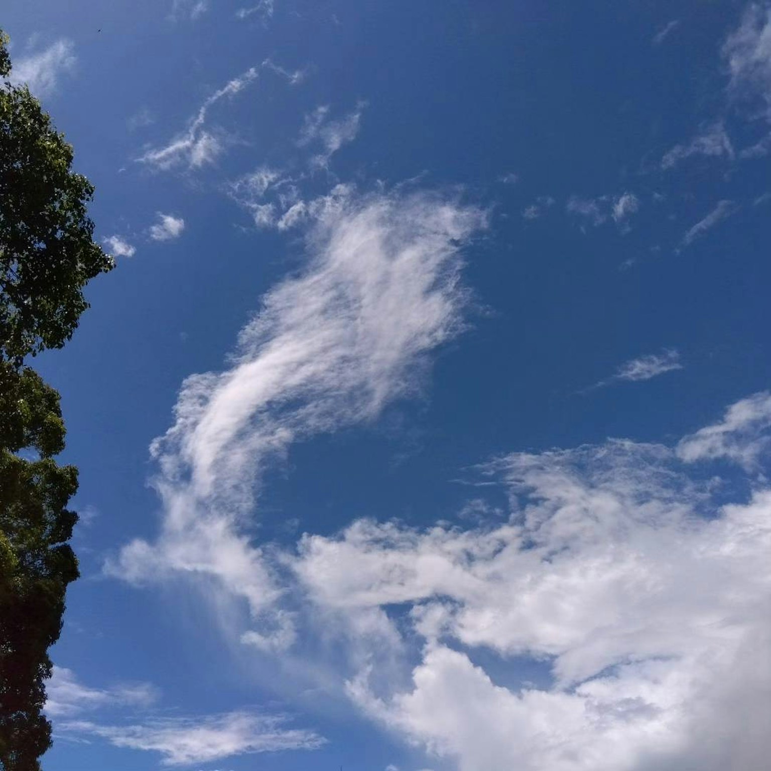White clouds in a blue sky with tree silhouette