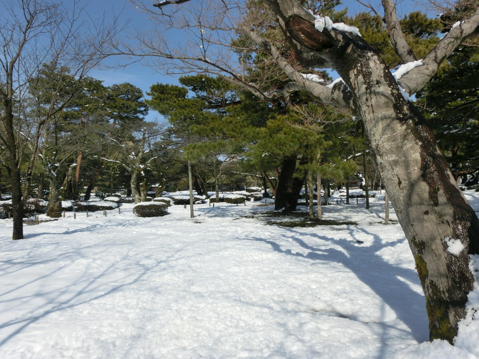 Snow-covered park landscape with trees lining the path