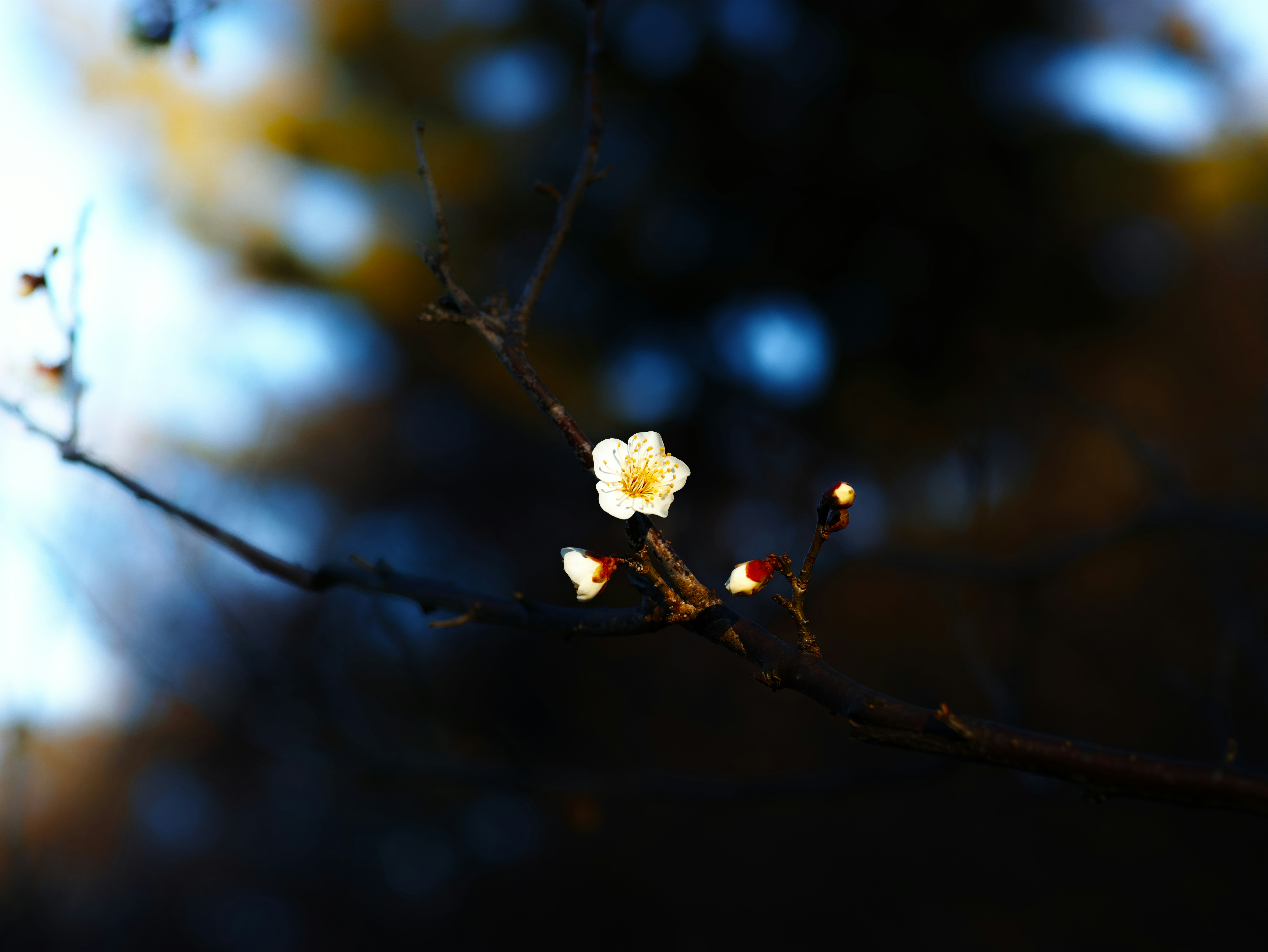 枝頭的小花與花蕾，春季自然