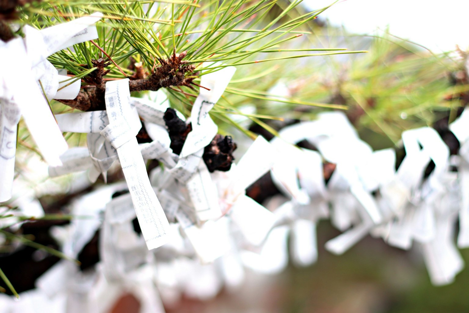 Bundles of white omikuji tied to a pine tree