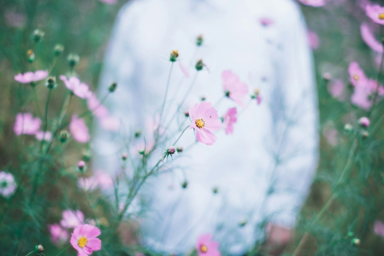 Silhouette sfocata di una persona in piedi tra fiori rosa