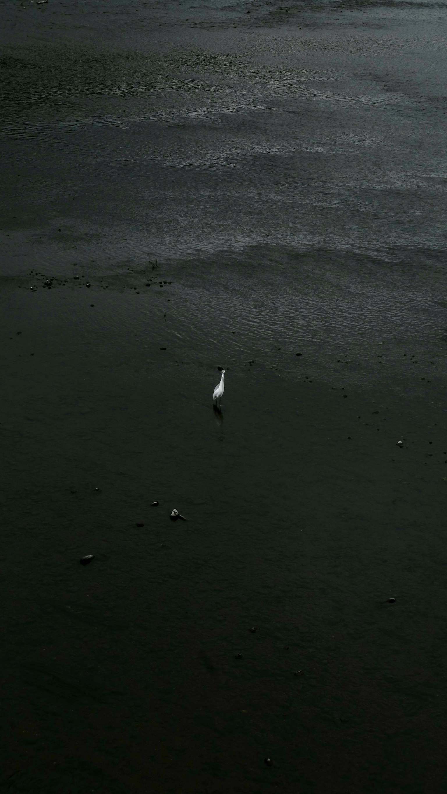 暗い海岸に立つ白い鳥のシルエット