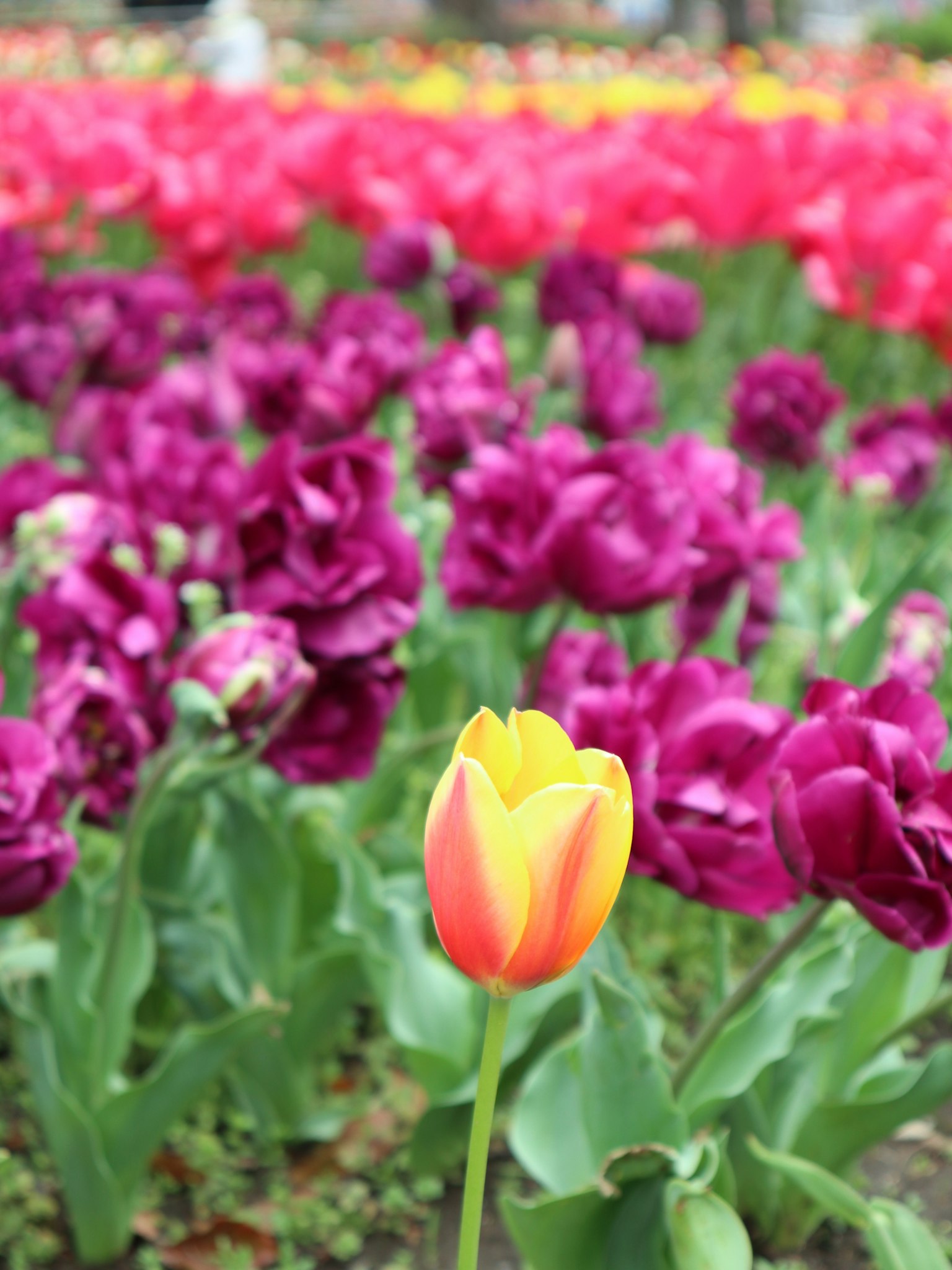 Un tulipe jaune et orange se tenant parmi un jardin de tulipes colorées