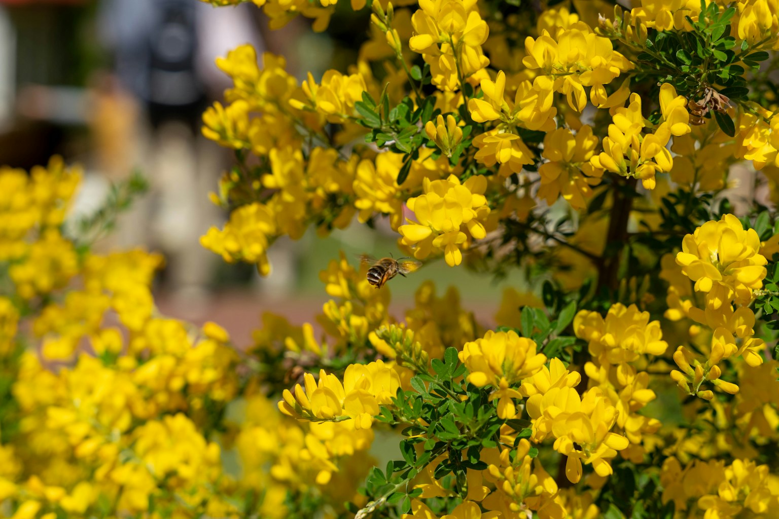 Nahaufnahme einer Pflanze mit leuchtend gelben Blumen