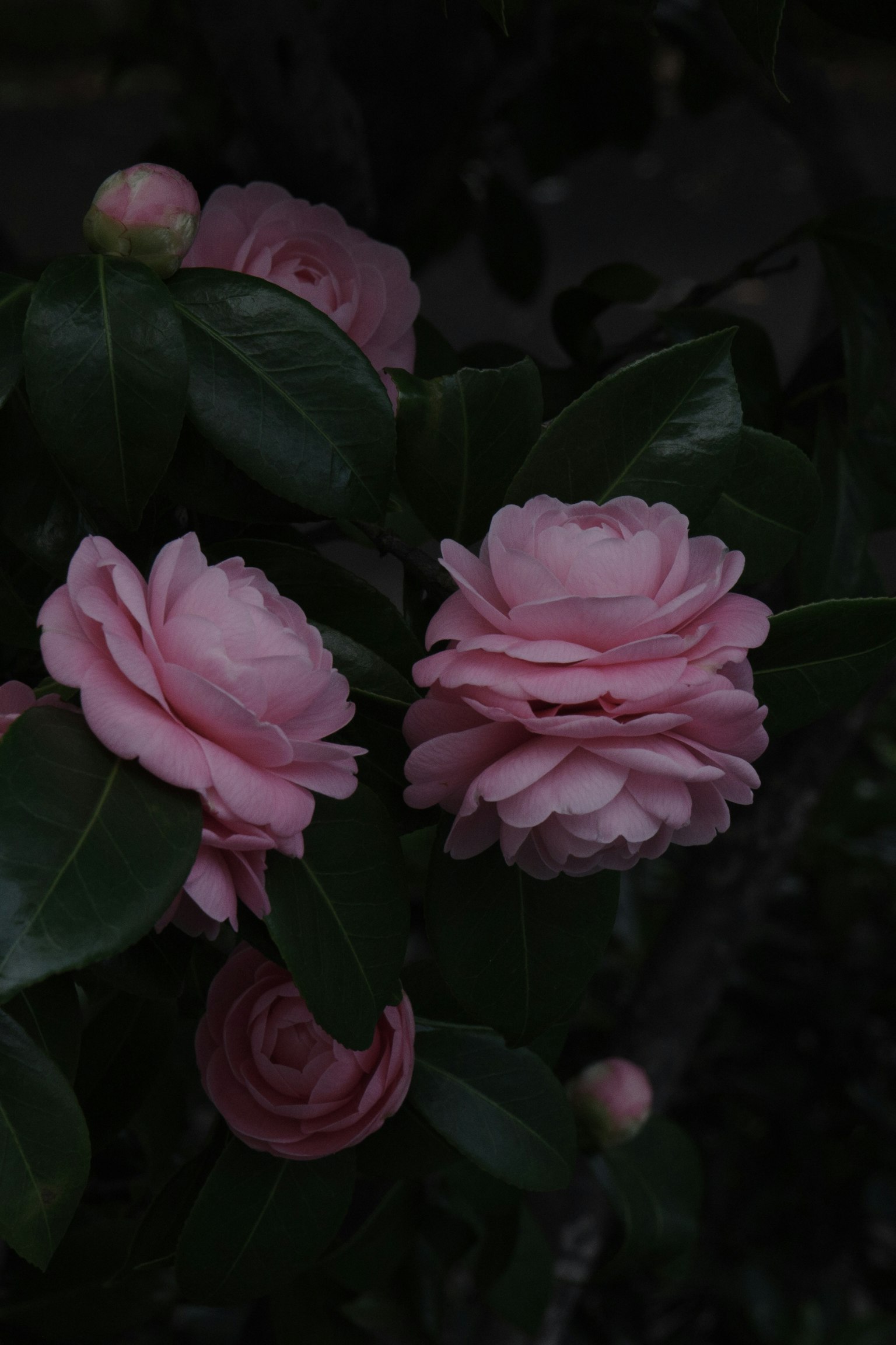 夜间环境中深绿色叶子间的粉色山茶花