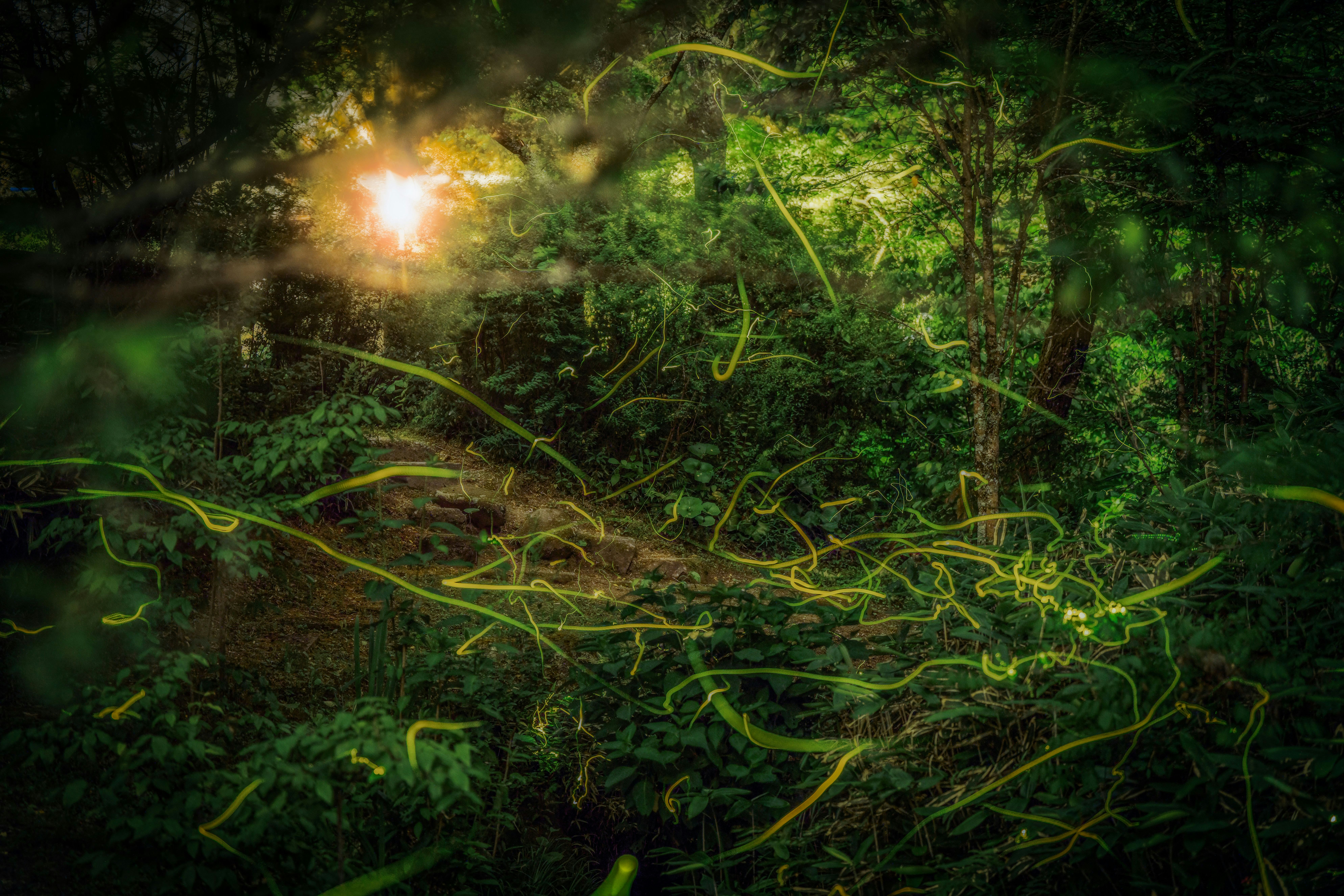 森の中で光る発光体と絡み合う蔓の幻想的な光景