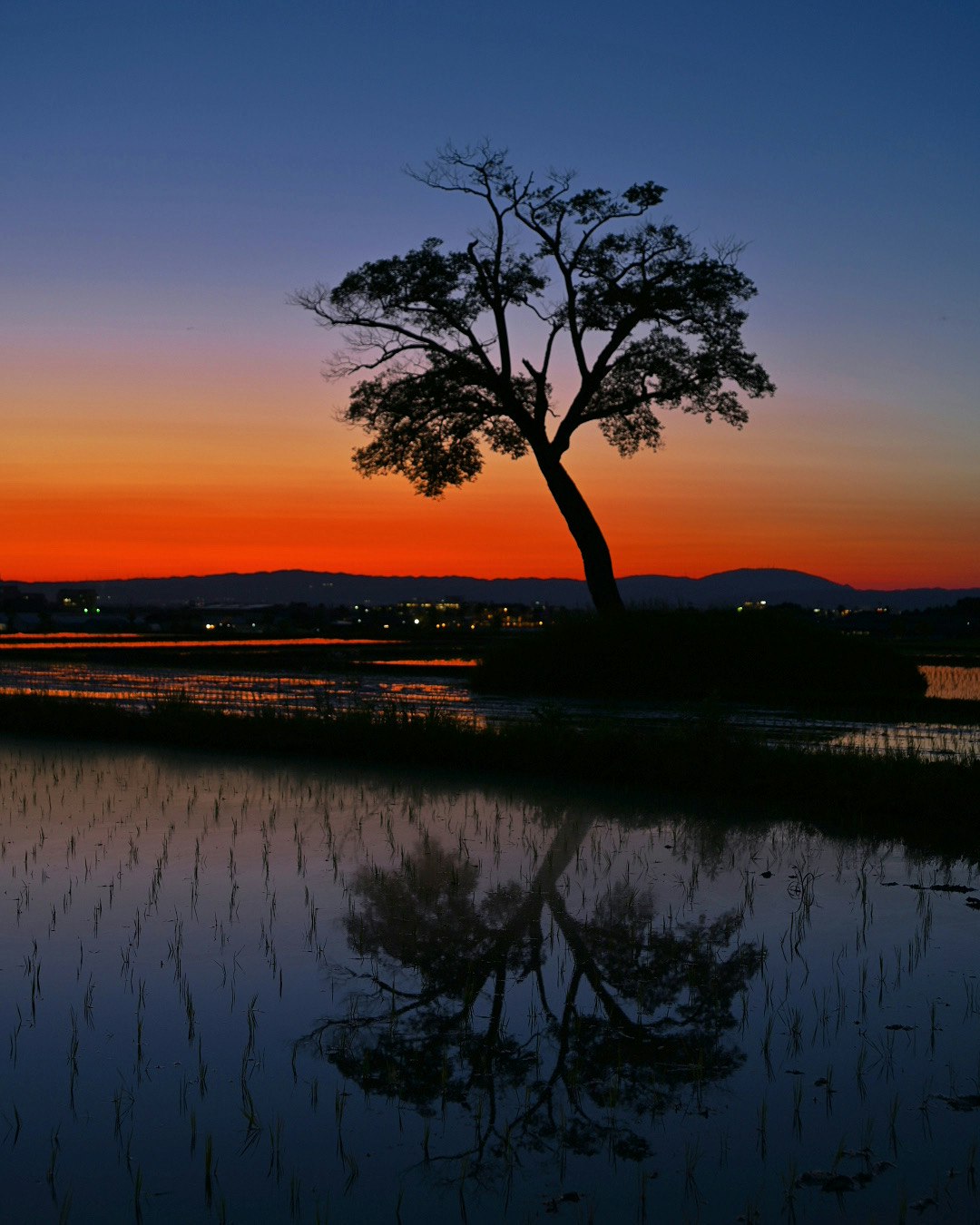 A solitary tree silhouetted against a vibrant sunset with its reflection in the water