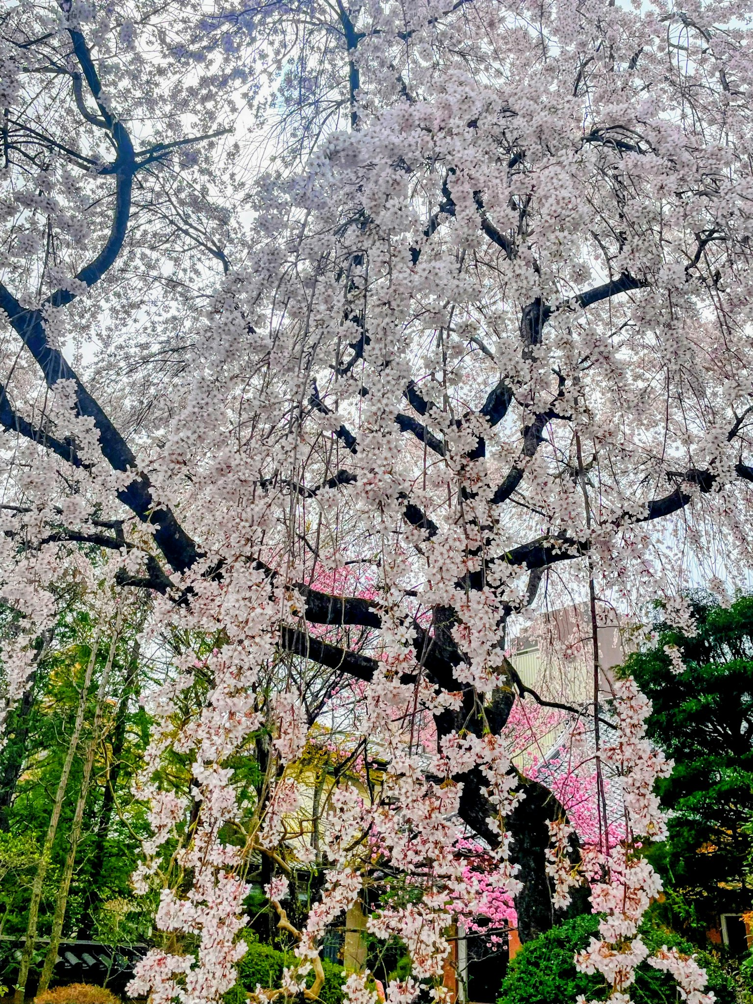 ต้นซากุระที่สวยงามมีดอกซากุระสีชมพูห้อยลงมา
