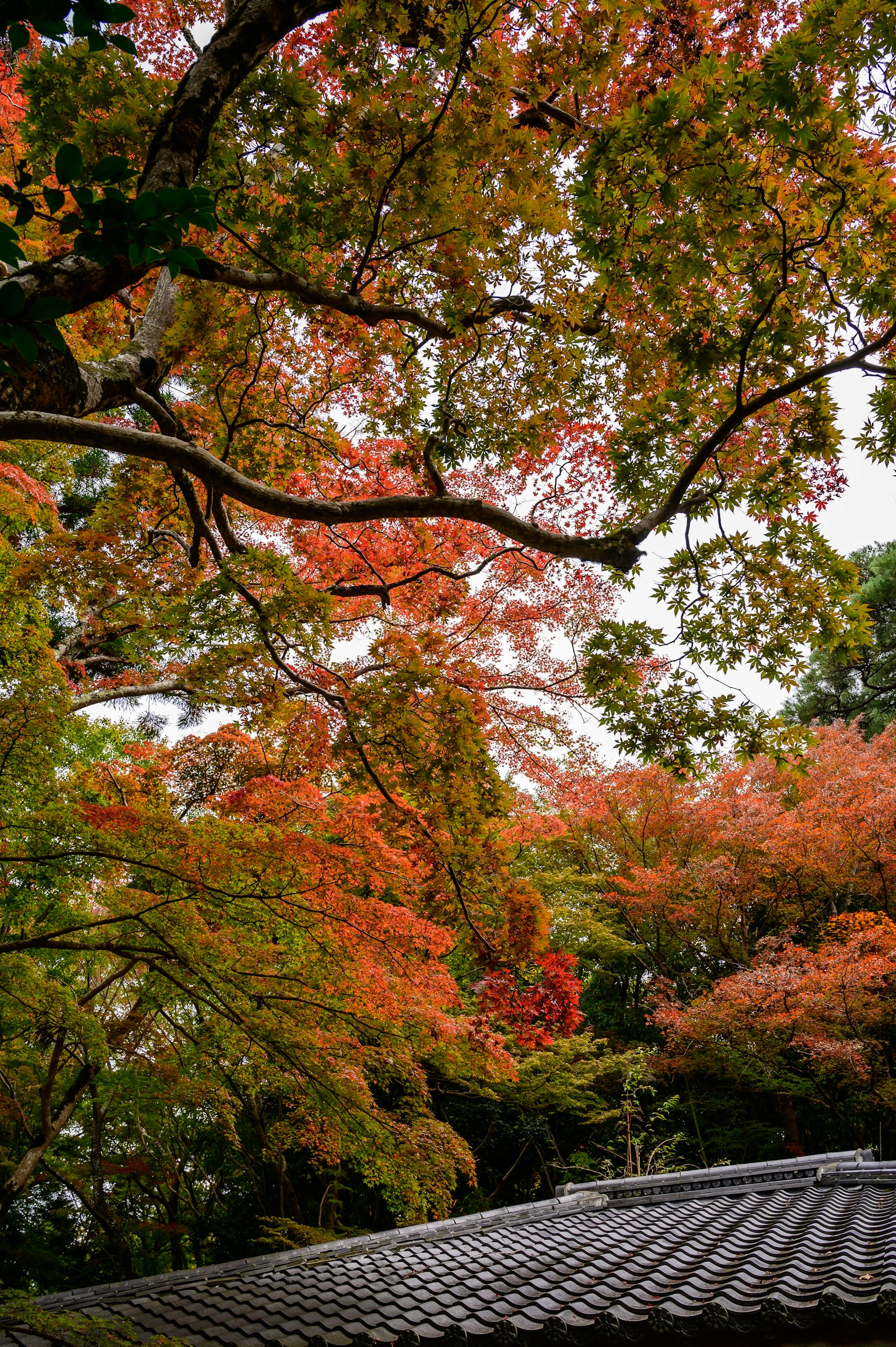 Vue pittoresque du feuillage d'automne avec des feuilles rouges et orange vives et un toit traditionnel