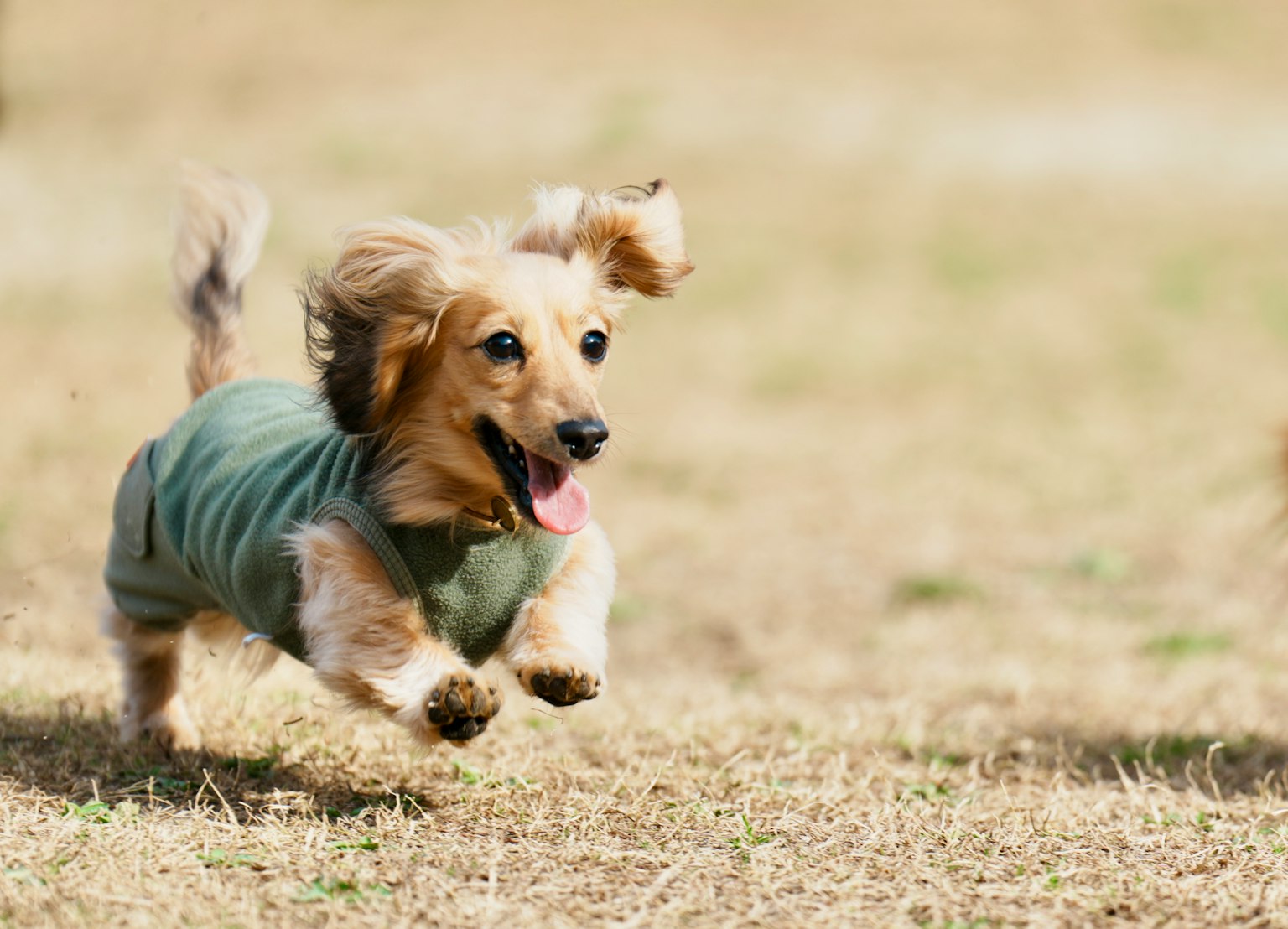 Cachorro de dachshund feliz corriendo sobre la hierba