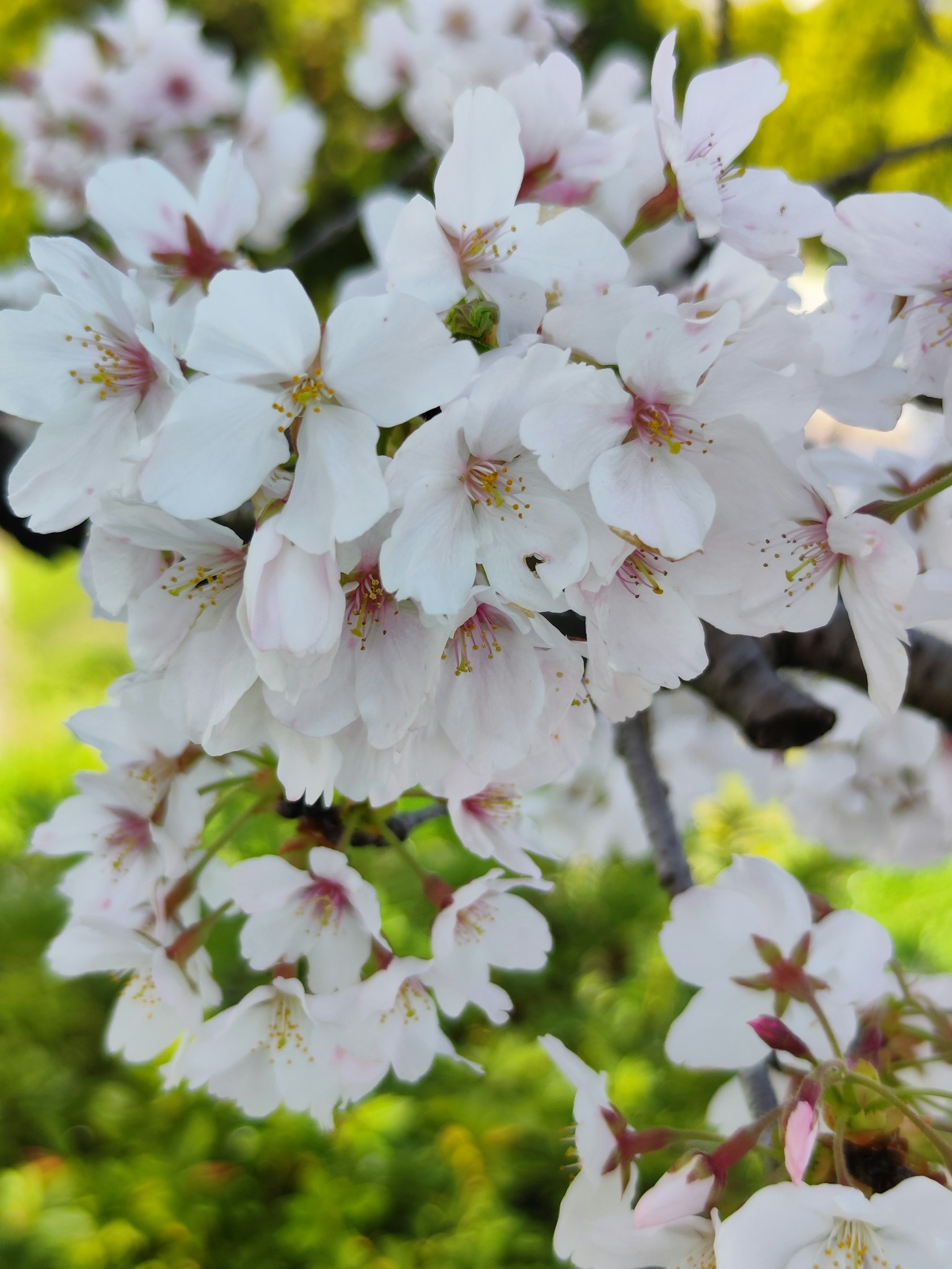 Fiori di ciliegio in piena fioritura con petali bianchi e centri rosa chiaro