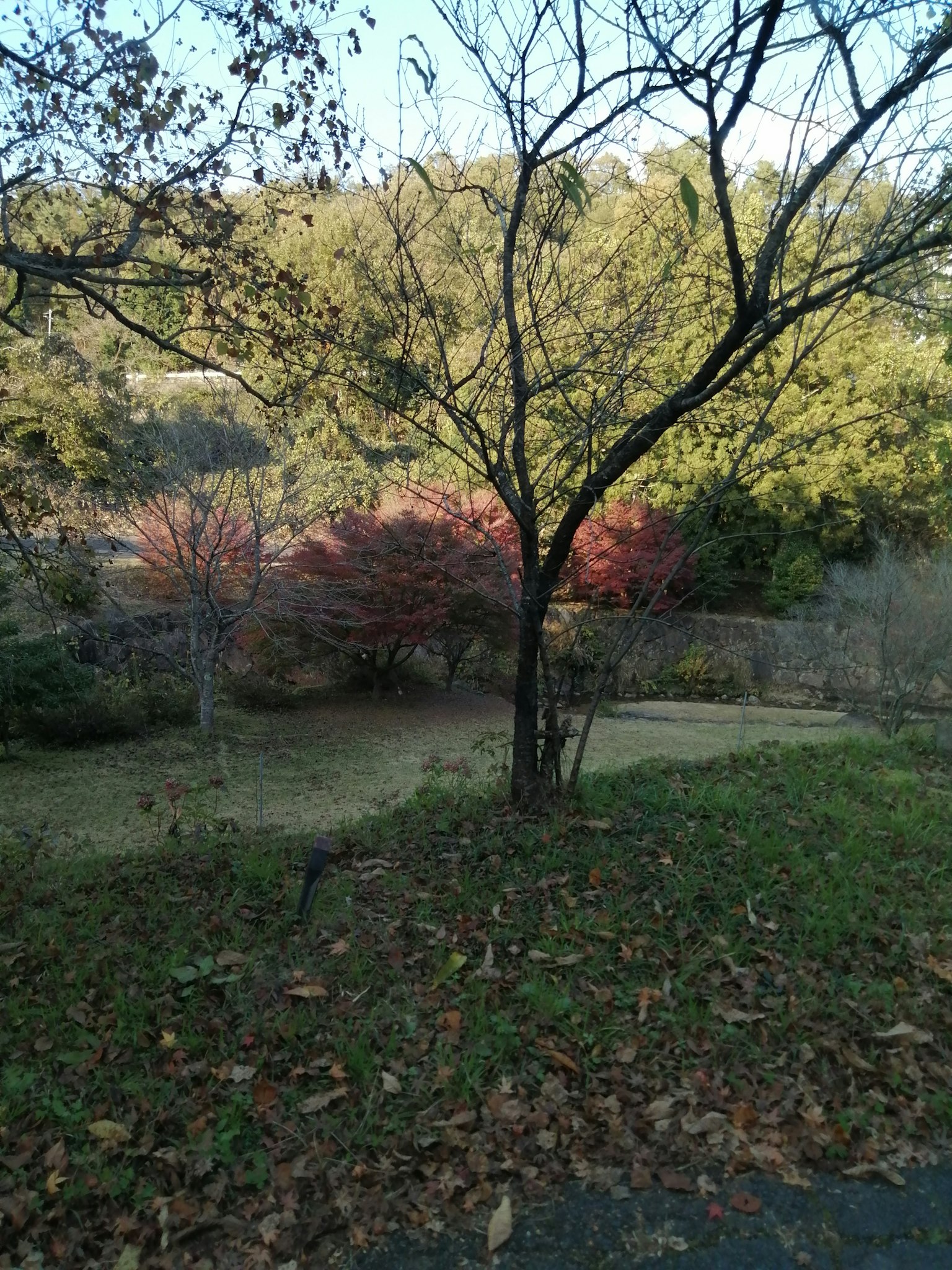 Paesaggio autunnale con alberi colorati e foglie cadute in un giardino