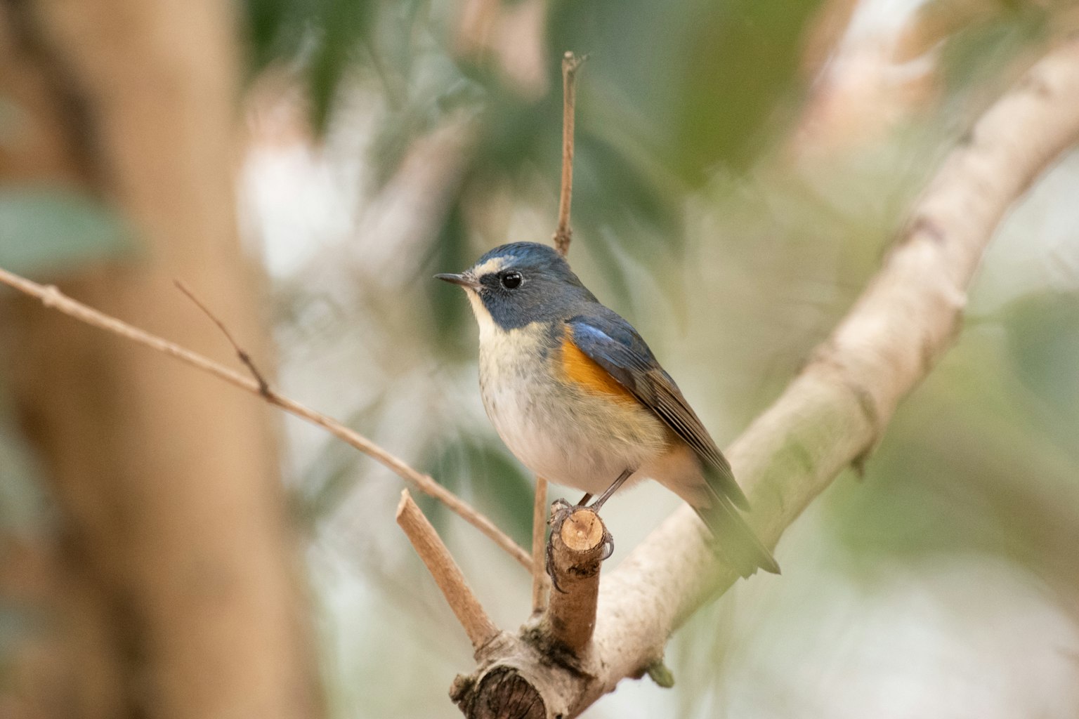Un piccolo uccello con piume blu e una pancia arancione posato su un ramo