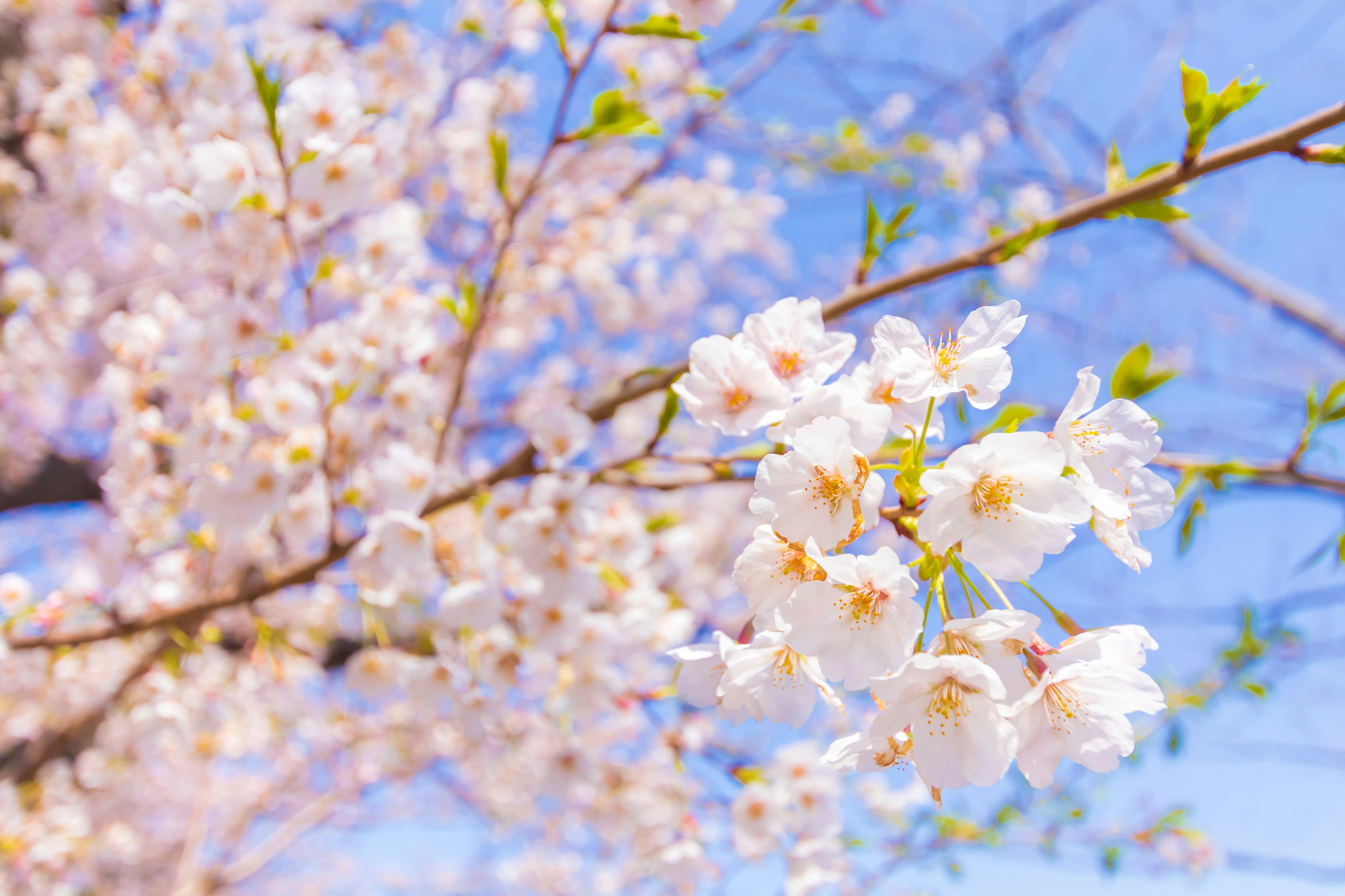 桜の花が枝に咲く春の青空の下