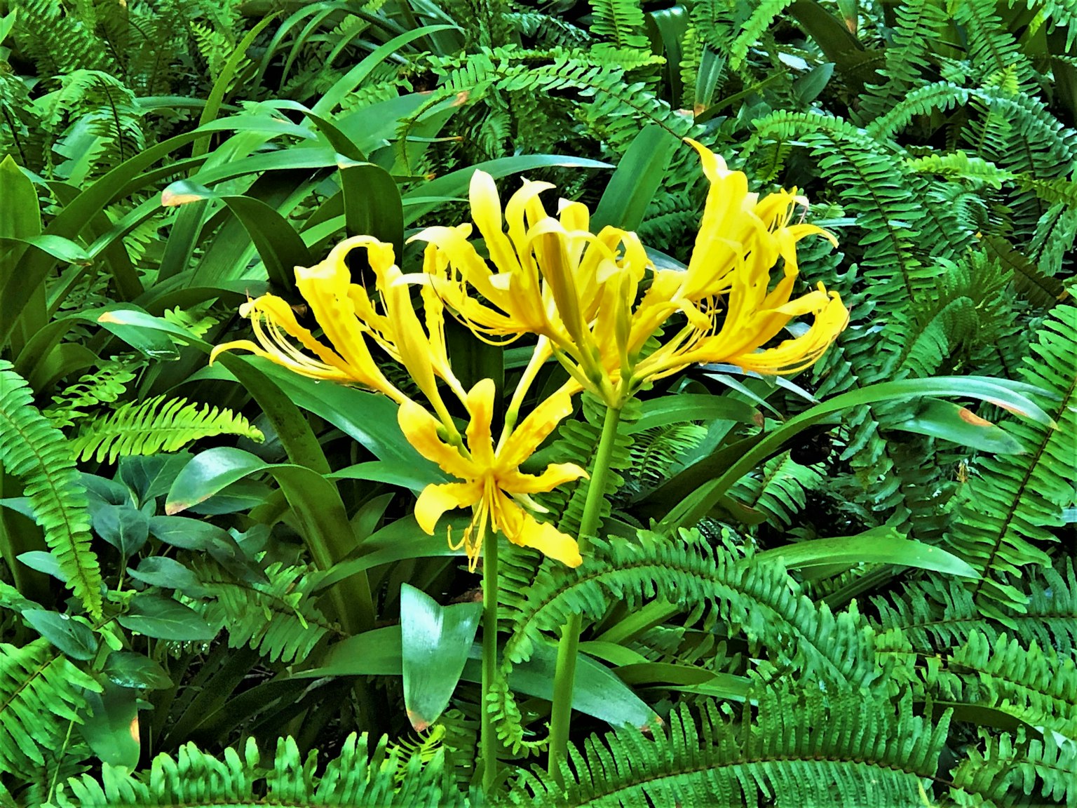 Fiori gialli vivaci che fioriscono tra felci verdi lussureggianti