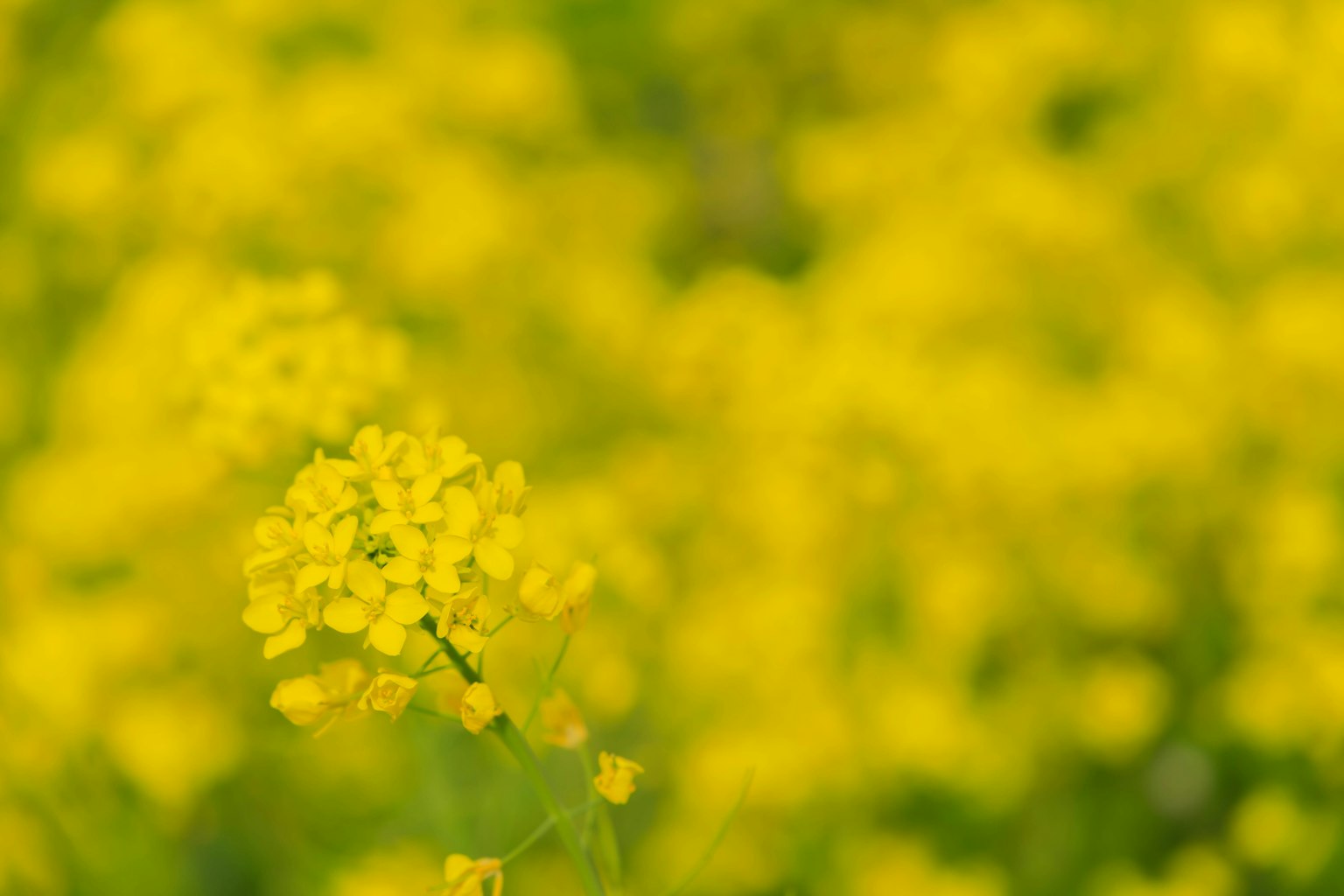 Verschwommener Hintergrund von blühenden gelben Blumen