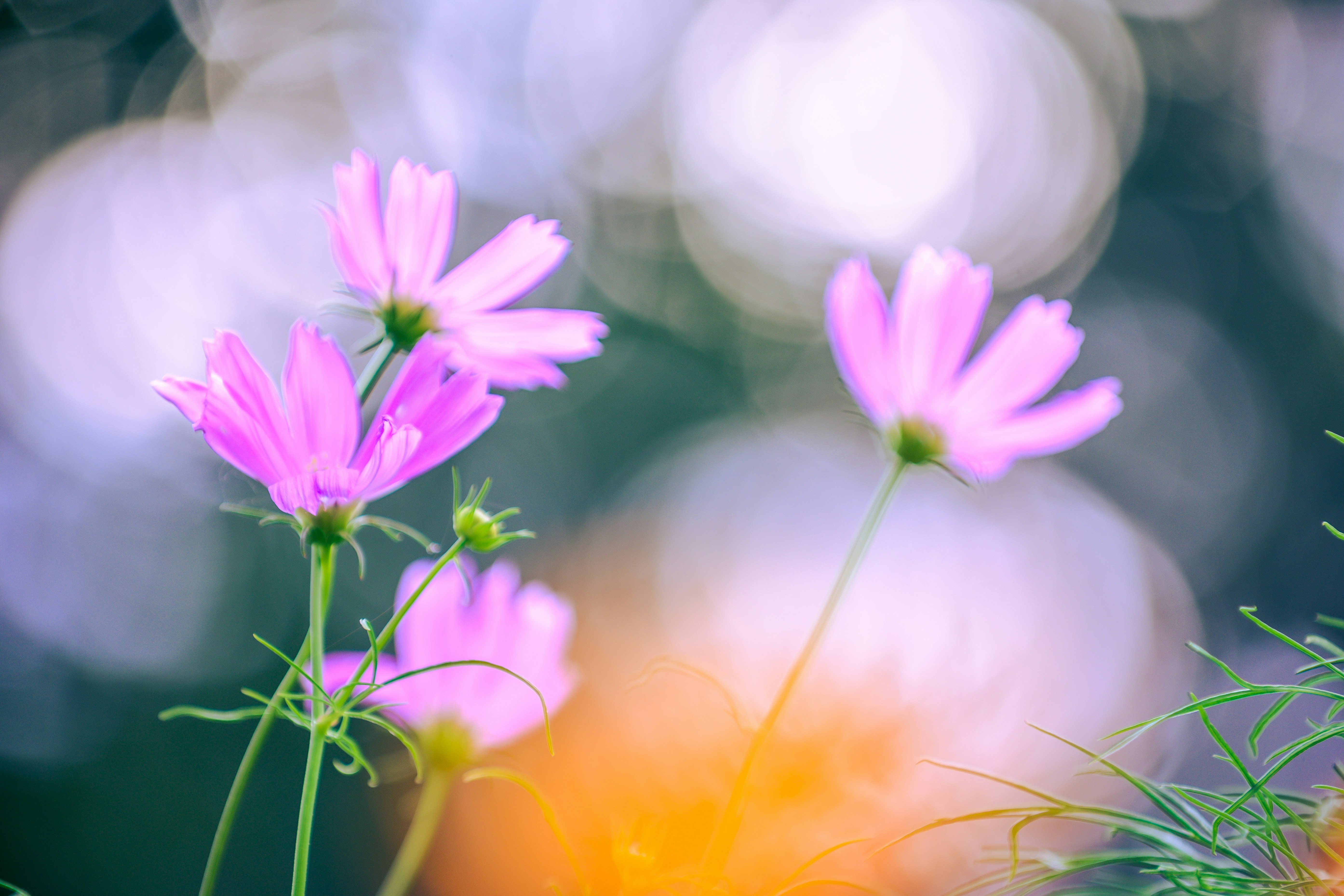 オレンジの背景に咲くピンクの花