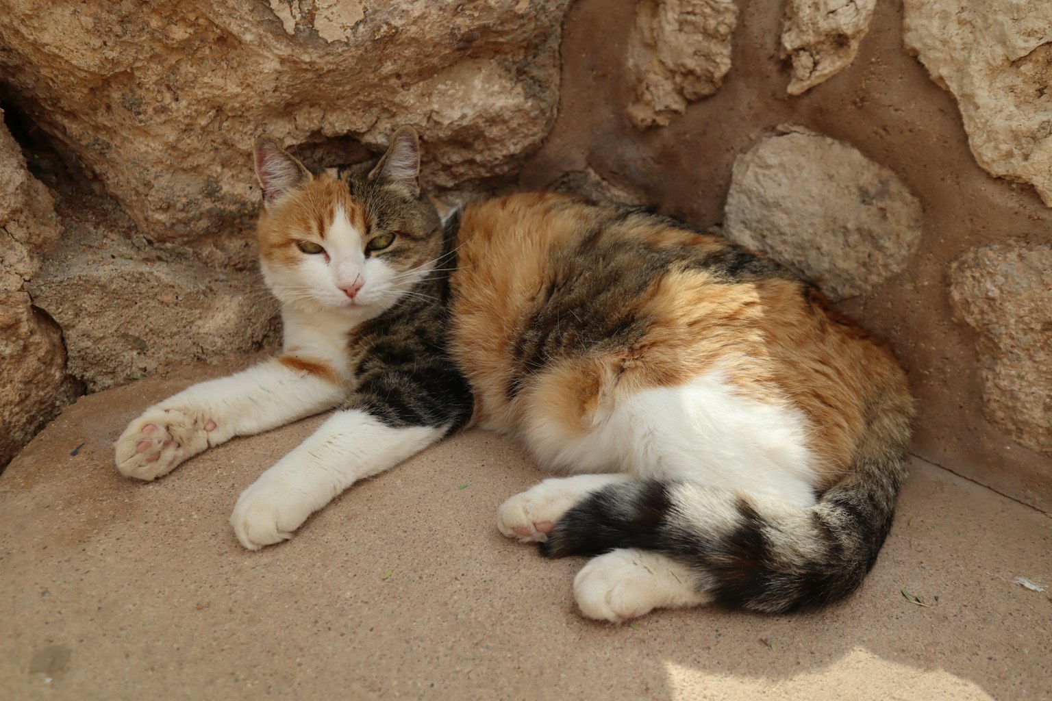 Gatto calico sdraiato vicino a un muro di pietra