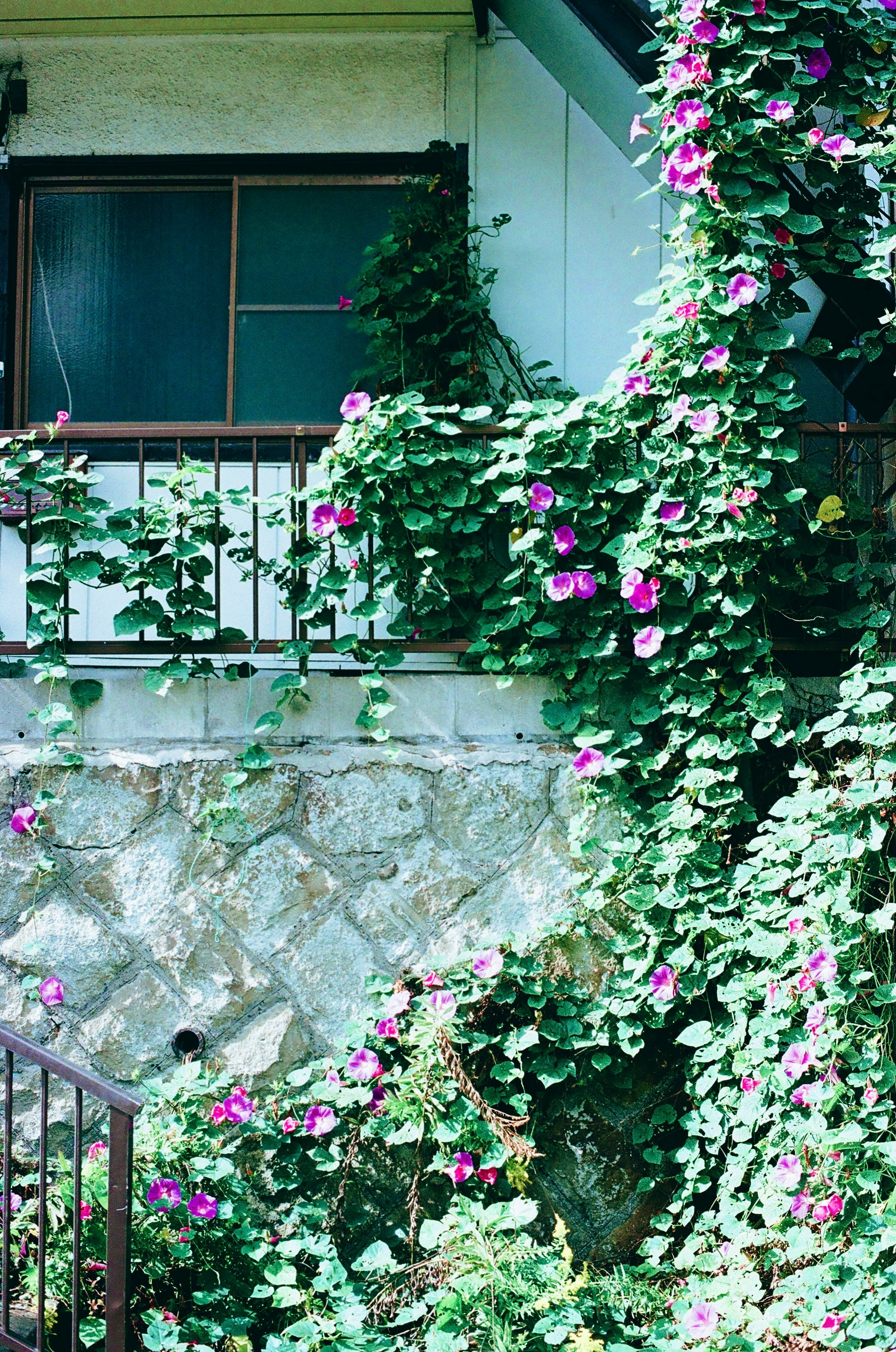 壁面を覆うつる植物とピンクの花のある外観