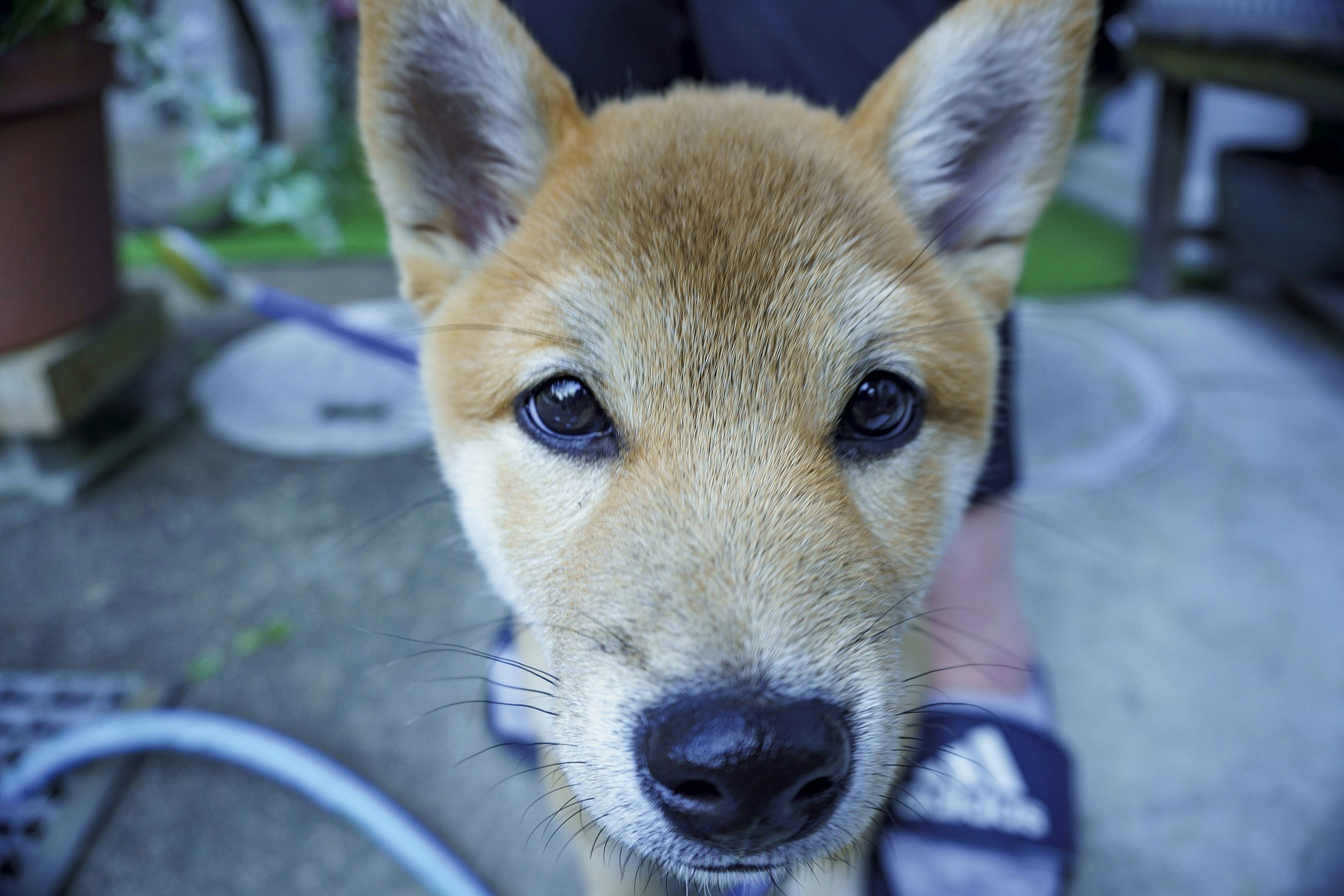 沙發上凝視的柴犬幼犬