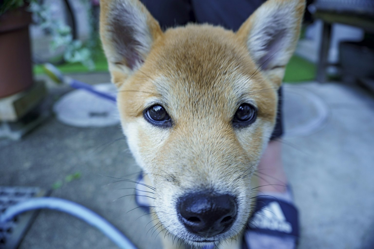 Cucciolo di Shiba Inu che guarda la fotocamera
