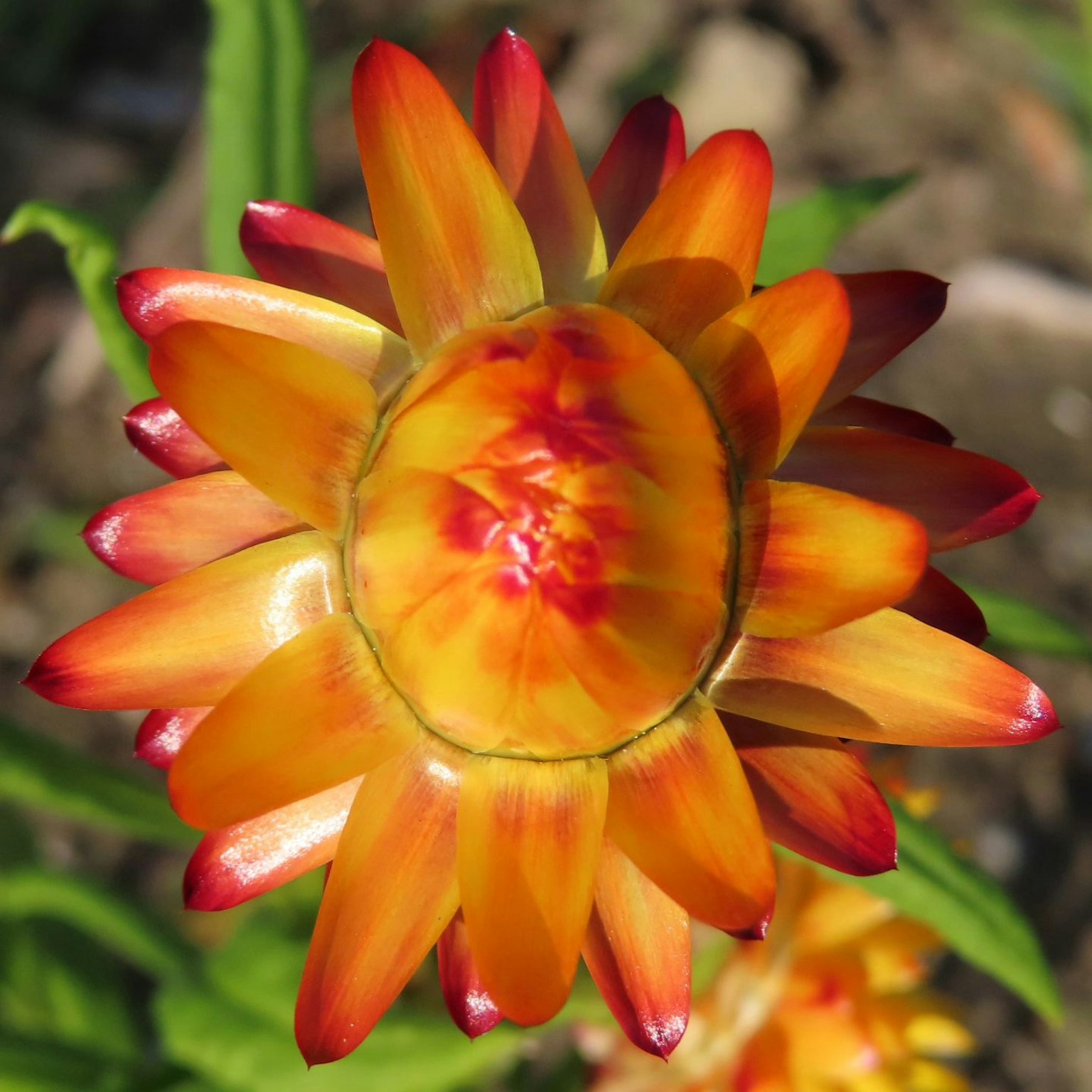 Eine schöne Blume mit lebhaften orangefarbenen und gelben Blütenblättern