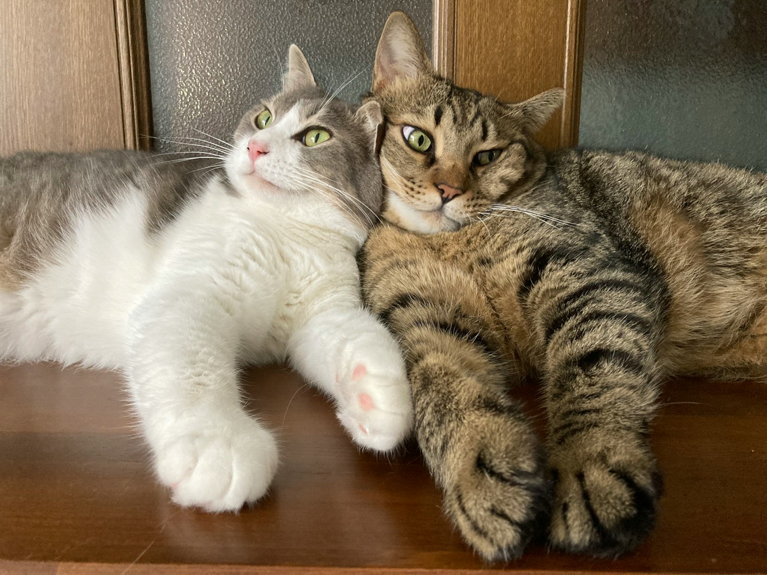 Due gatti che si abbracciano uno con pelliccia grigia e bianca l'altro con strisce marroni