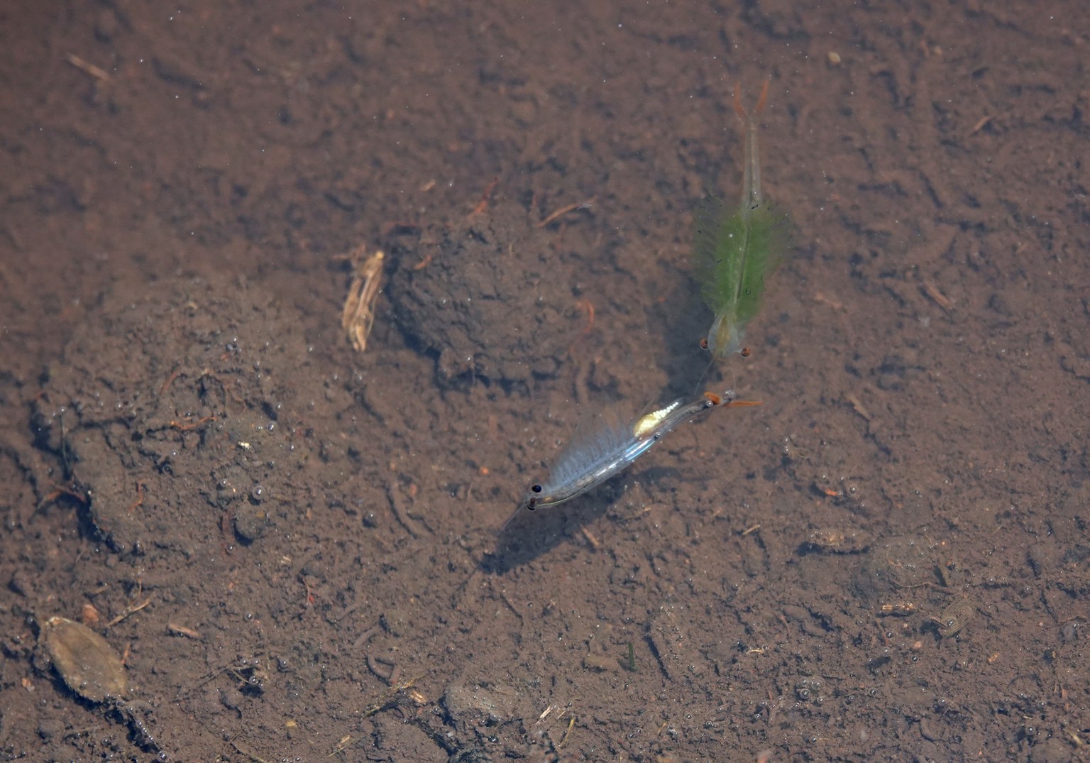 Pesce che nuota appena sotto la superficie dell'acqua con fondo fangoso