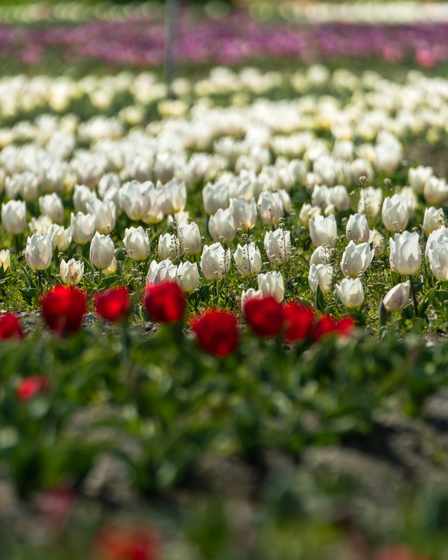 Cánh đồng tulip trắng và đỏ đang nở hoa
