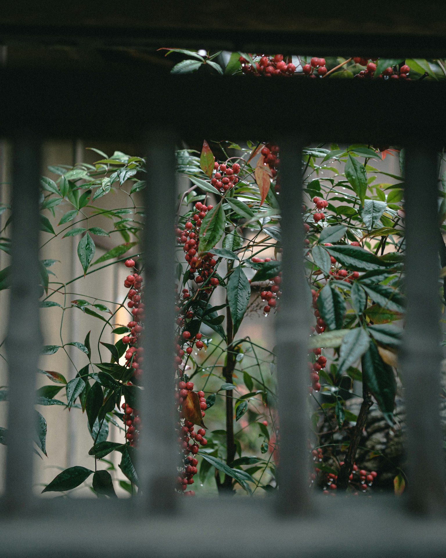 View through wooden slats showing green leaves and red berries