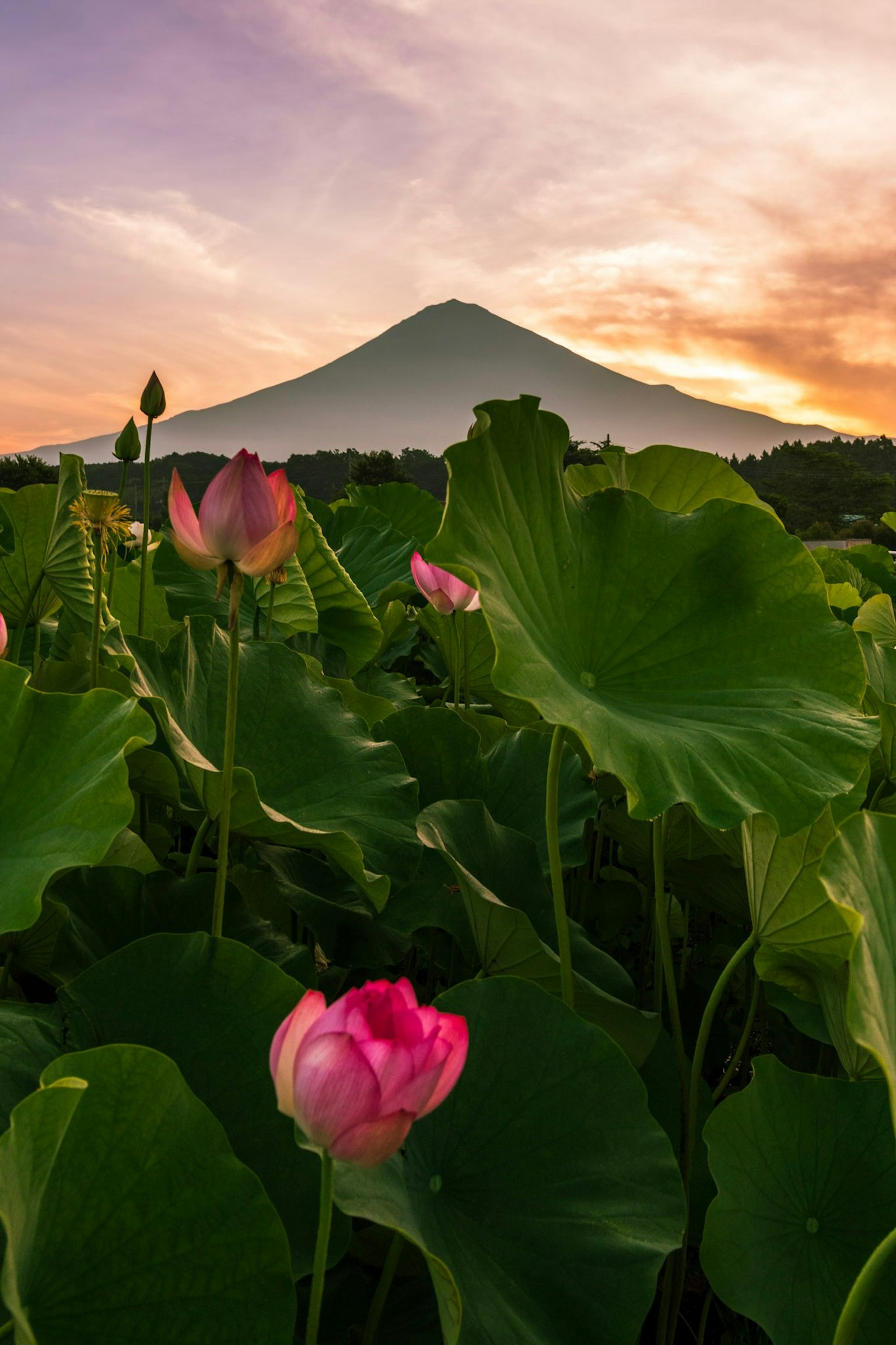 Fleurs de lotus magnifiques avec le mont Fuji au coucher du soleil