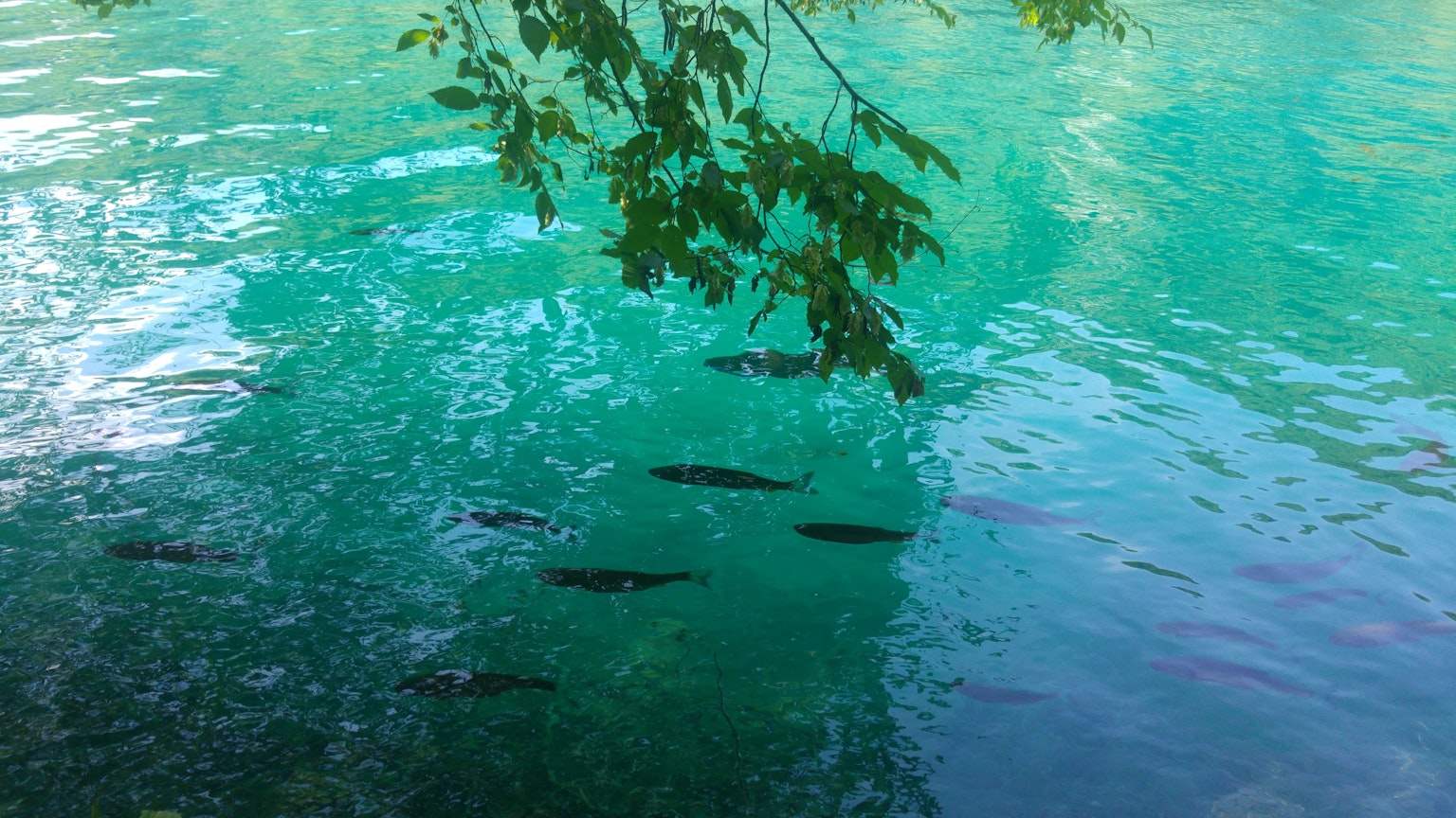 Fische schwimmen in klarem türkisfarbenem Wasser unter blättrigen Zweigen