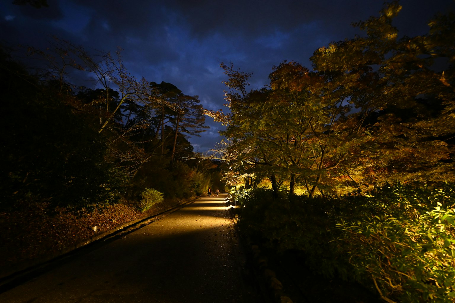 A dimly lit pathway in a park surrounded by trees and a dark sky